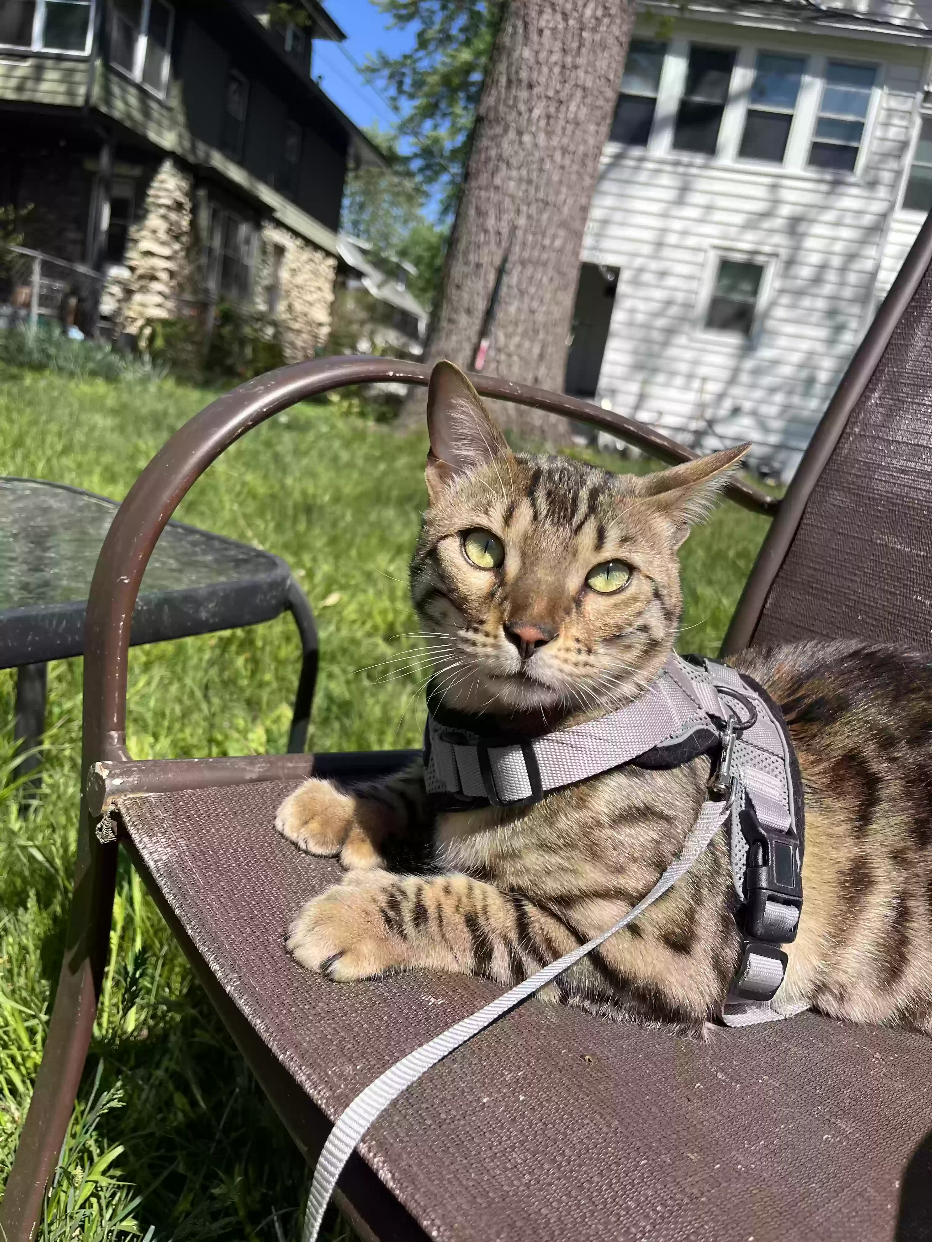 /lostandfound/images/lnfpets/original/160467_photo.webp