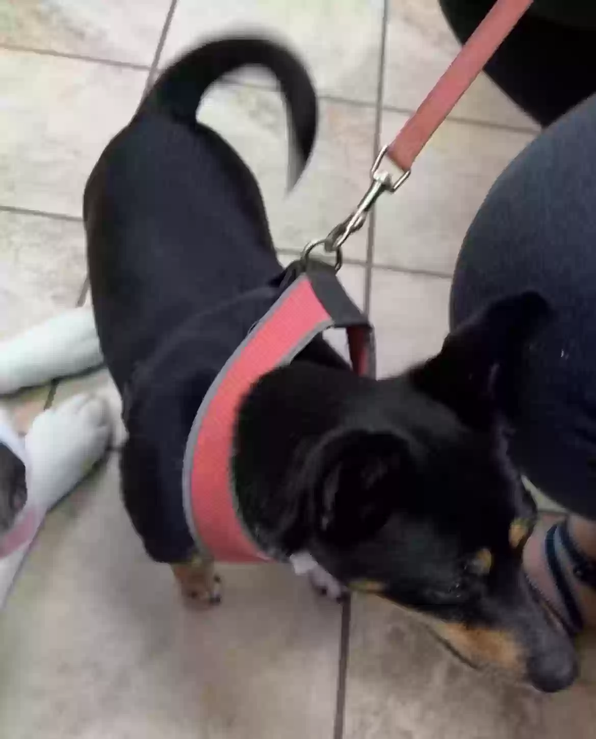 /lostandfound/images/lnfpets/original/160474_photo.webp