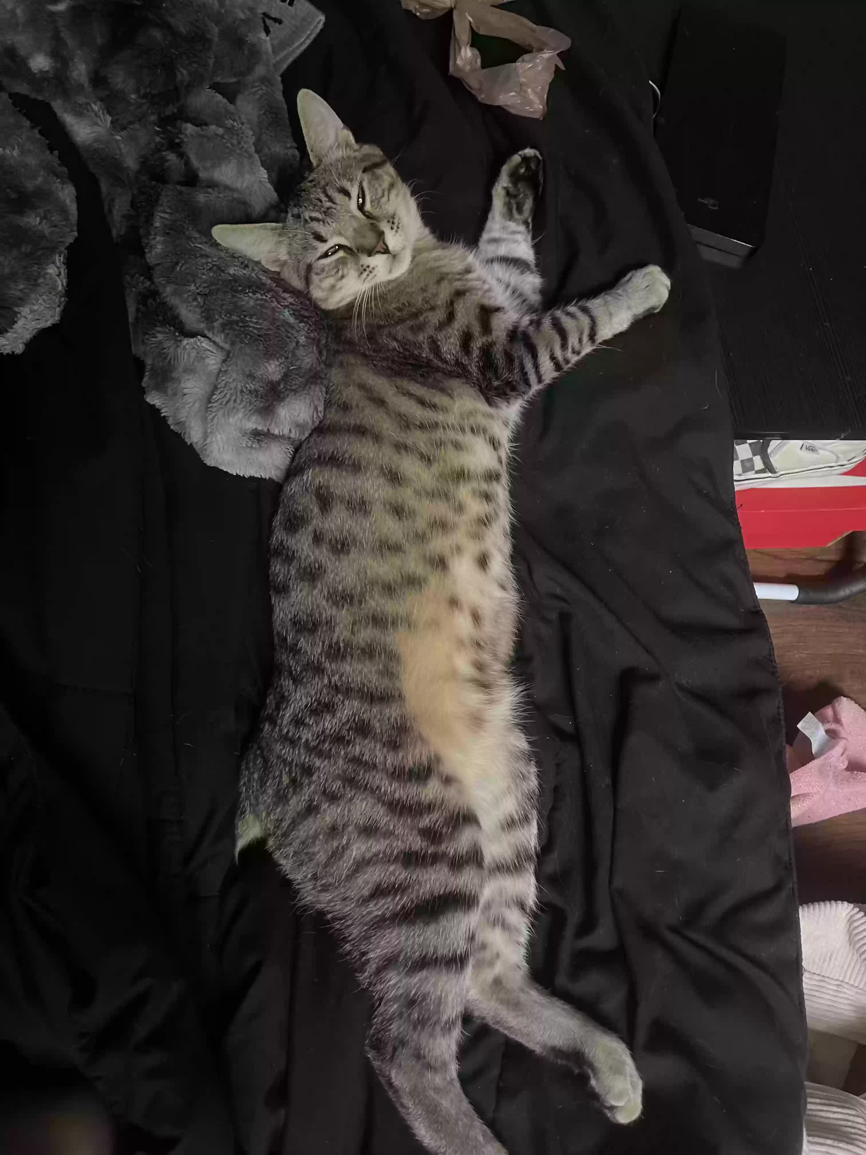 /lostandfound/images/lnfpets/original/160494_photo.webp
