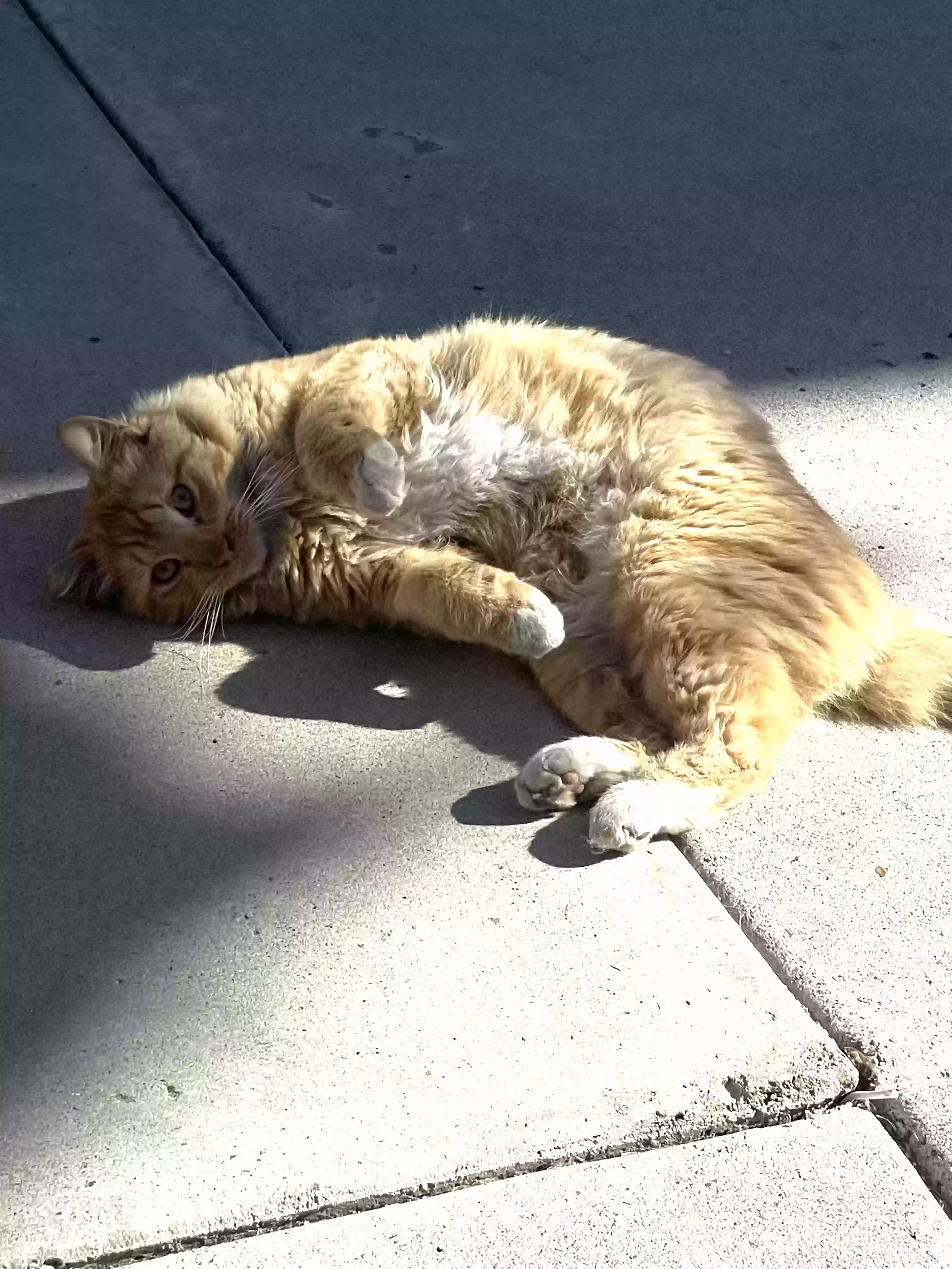 /lostandfound/images/lnfpets/original/160738_photo.webp