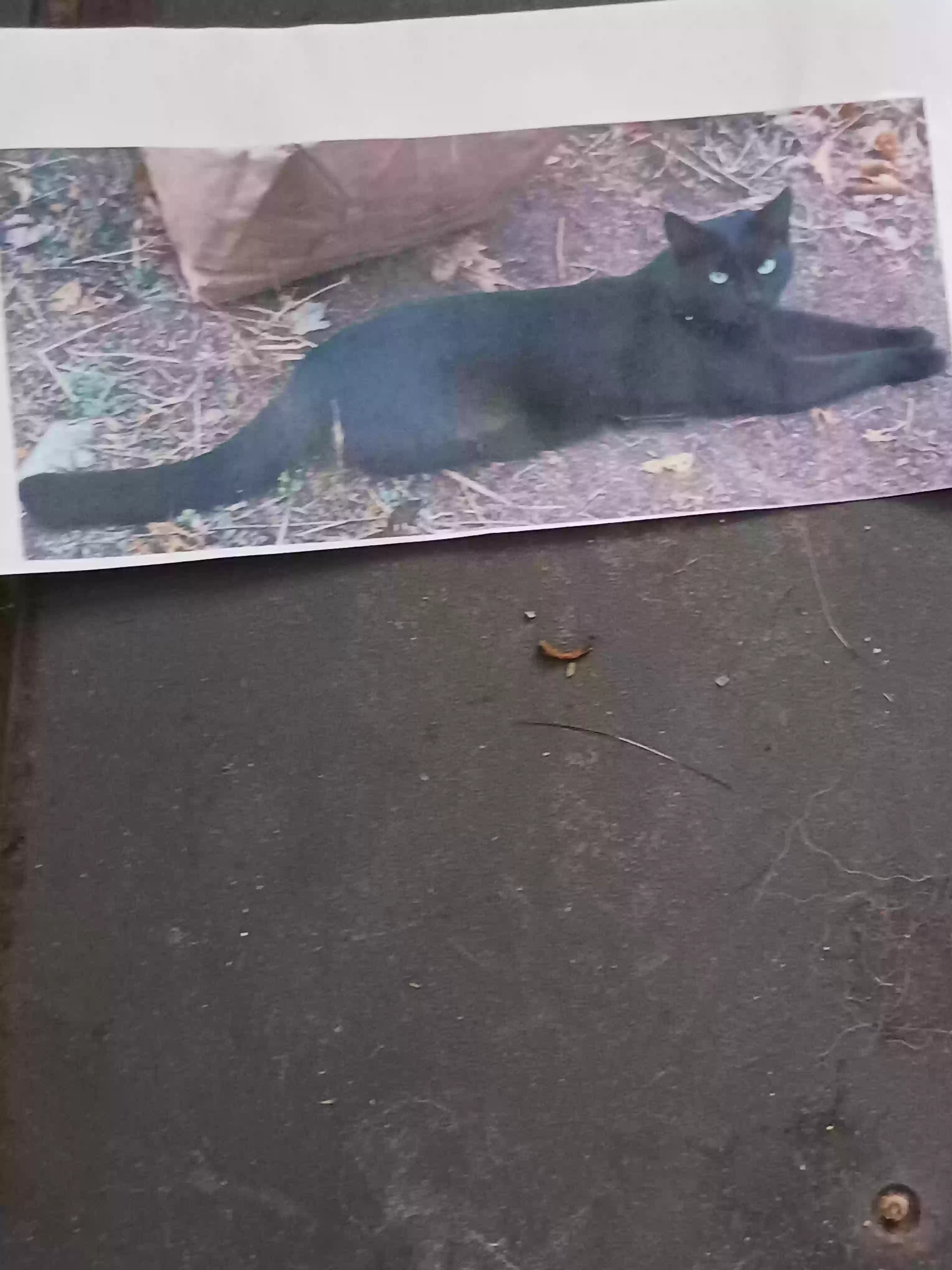 /lostandfound/images/lnfpets/original/160842_photo.webp