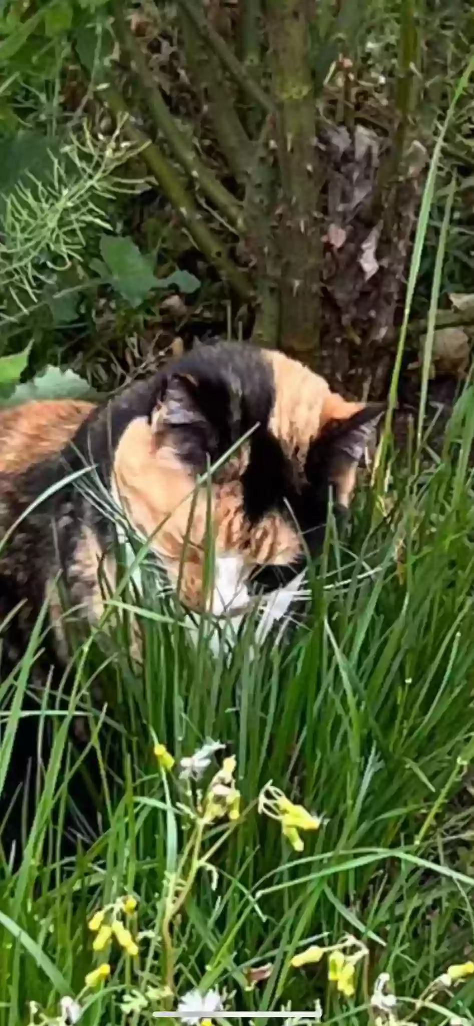 /lostandfound/images/lnfpets/original/160857_photo.webp