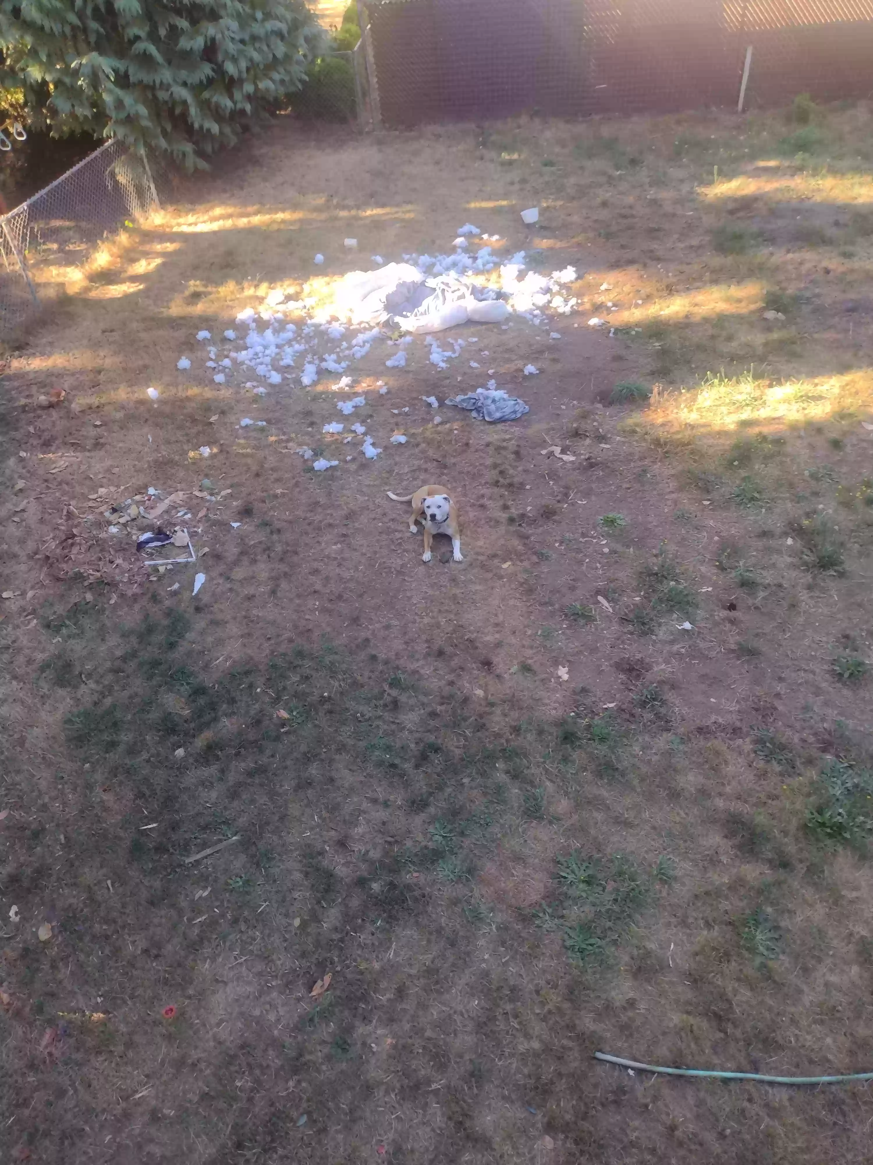 /lostandfound/images/lnfpets/original/160885_photo.webp