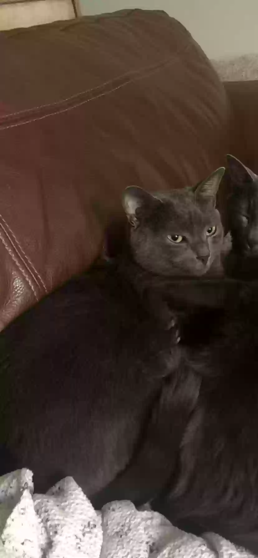 /lostandfound/images/lnfpets/original/161118_photo.webp