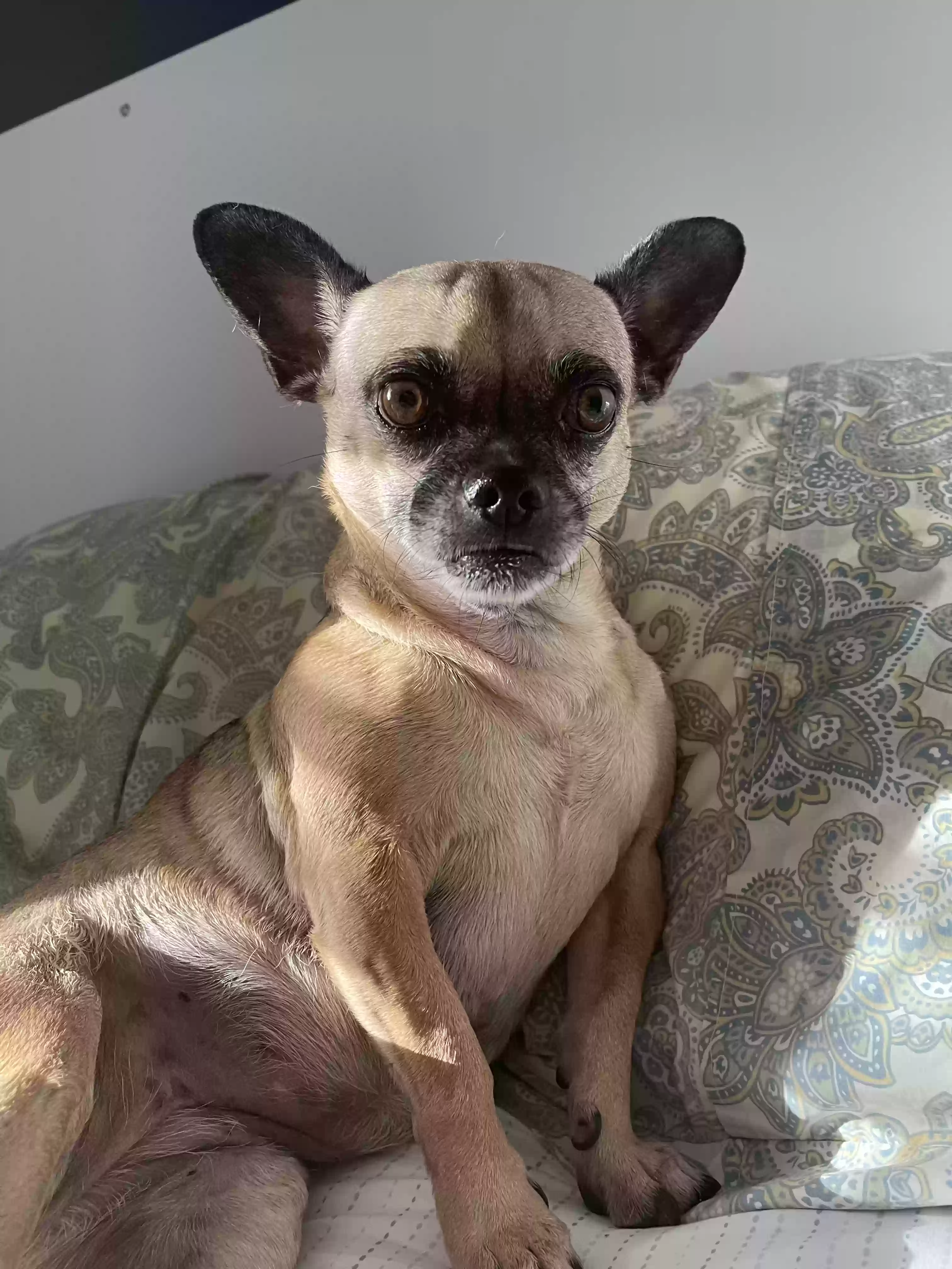 /lostandfound/images/lnfpets/original/161156_photo.webp