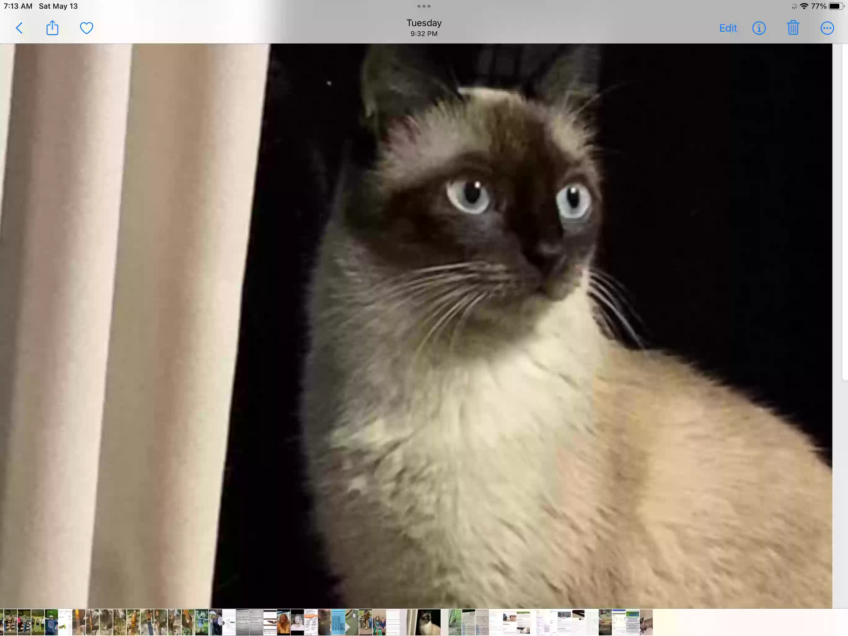 /lostandfound/images/lnfpets/original/161226_photo.webp