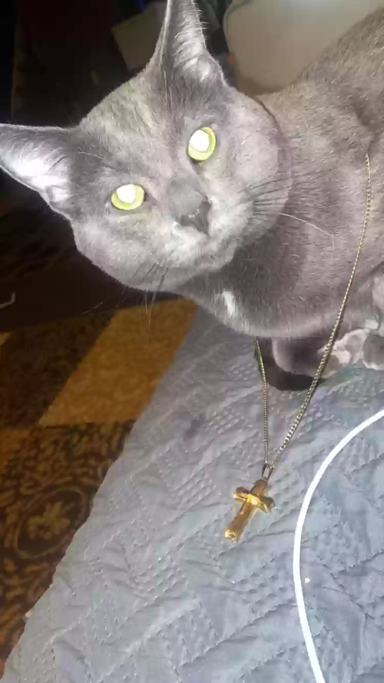 /lostandfound/images/lnfpets/original/161326_photo.webp