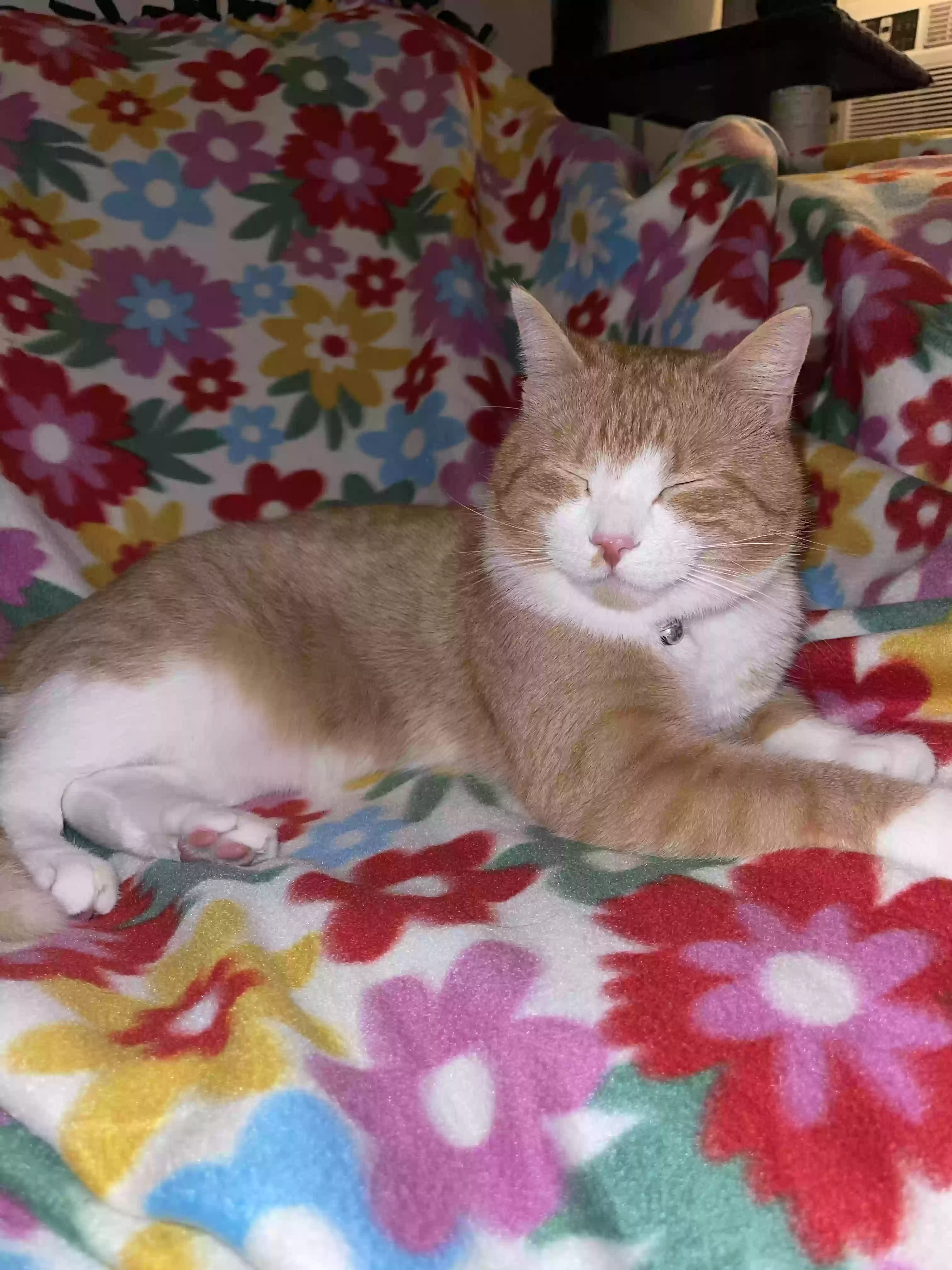 /lostandfound/images/lnfpets/original/161364_photo.webp