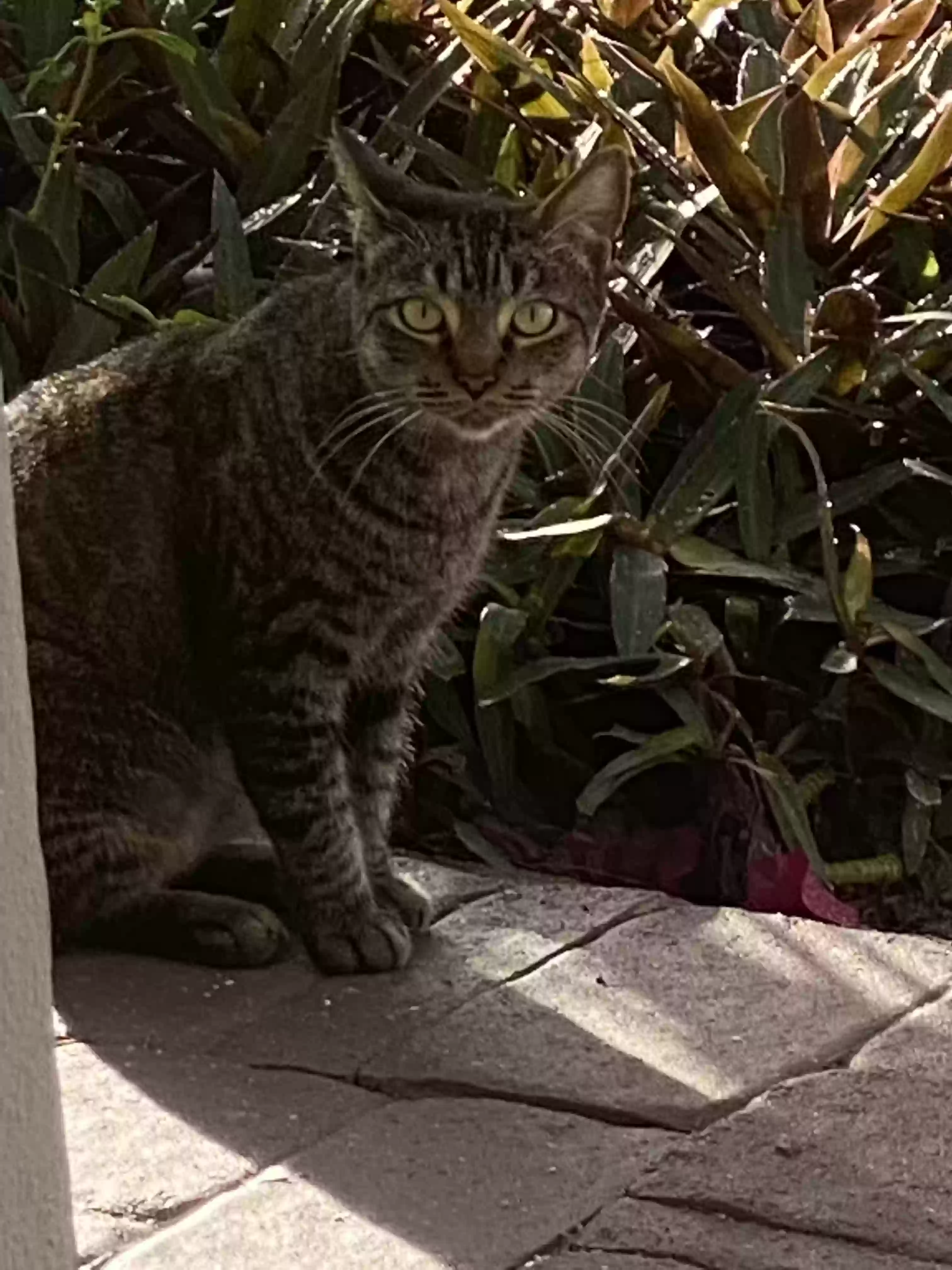 /lostandfound/images/lnfpets/original/161377_photo.webp