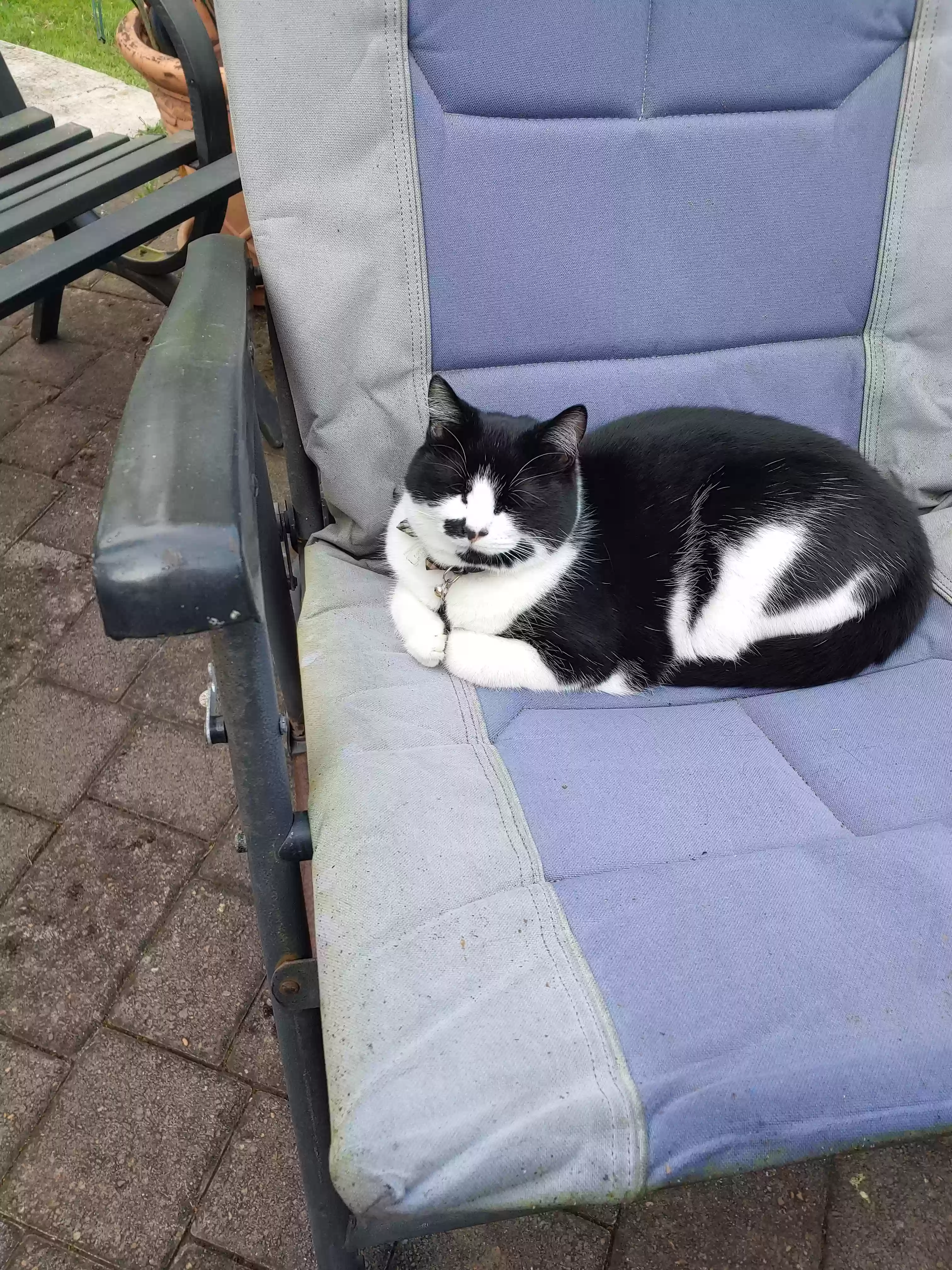 /lostandfound/images/lnfpets/original/161562_photo.webp