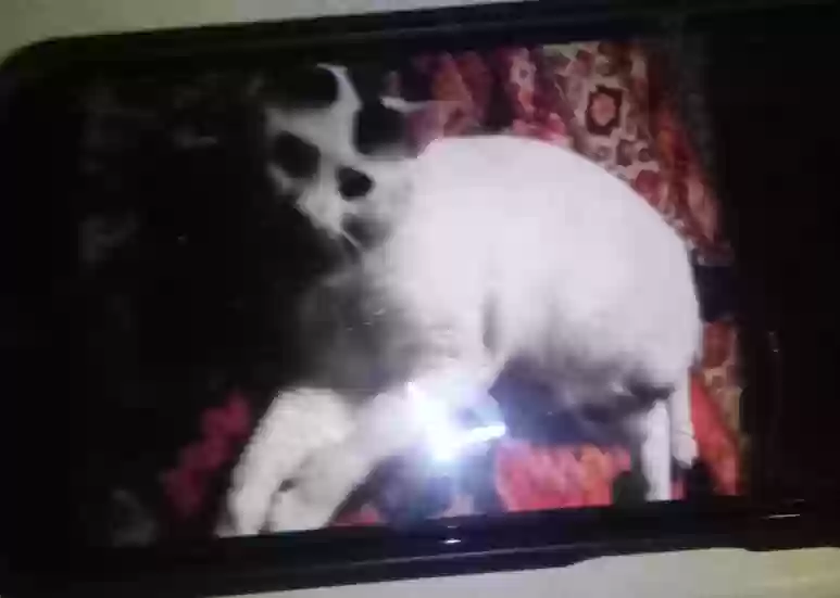 /lostandfound/images/lnfpets/original/161901_photo.webp