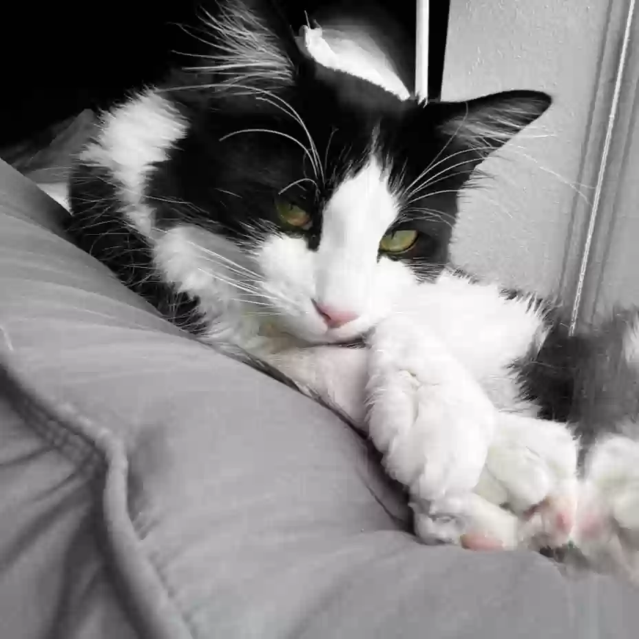 /lostandfound/images/lnfpets/original/161952_photo.webp