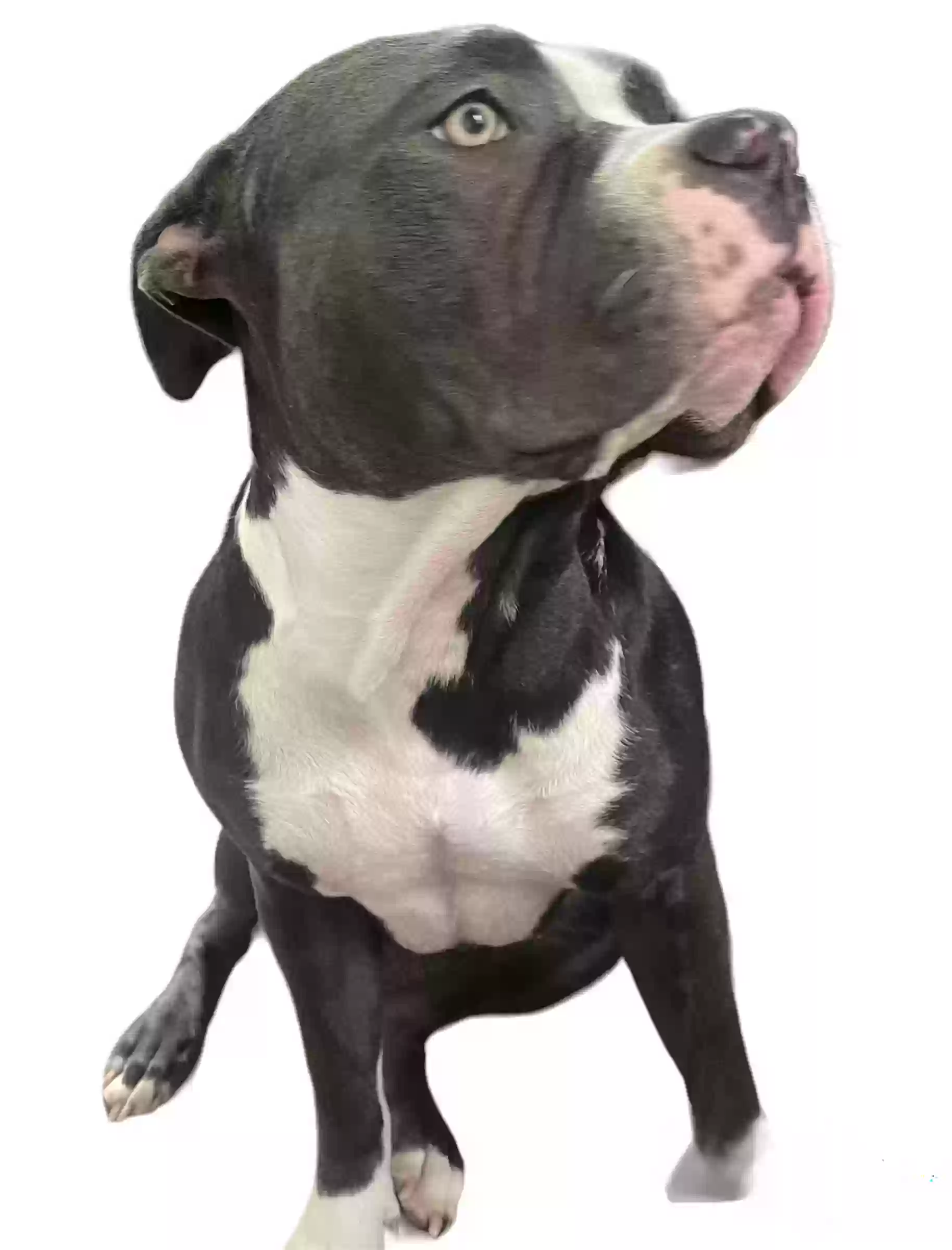 /lostandfound/images/lnfpets/original/162144_photo.webp