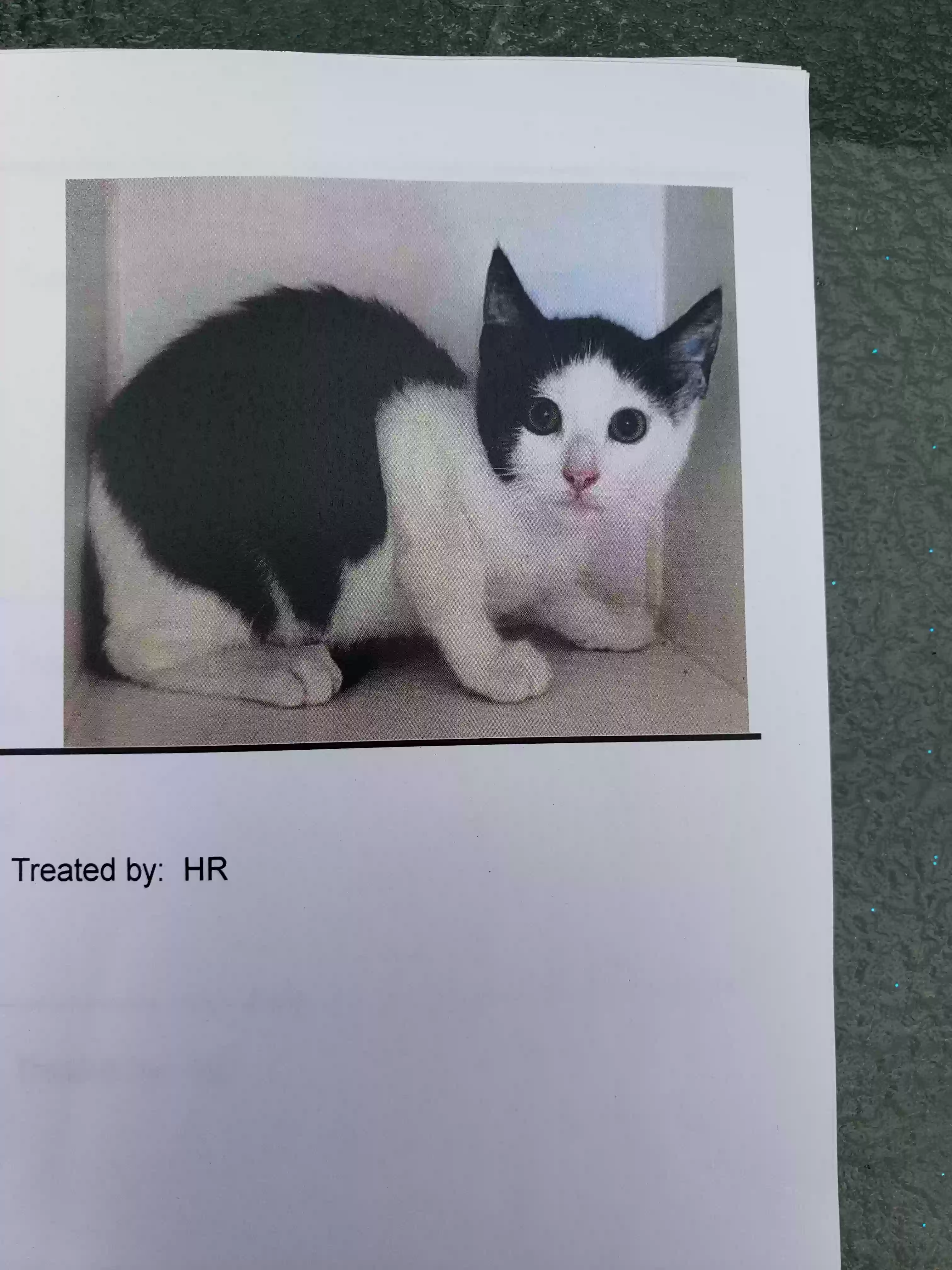 /lostandfound/images/lnfpets/original/162263_photo.webp