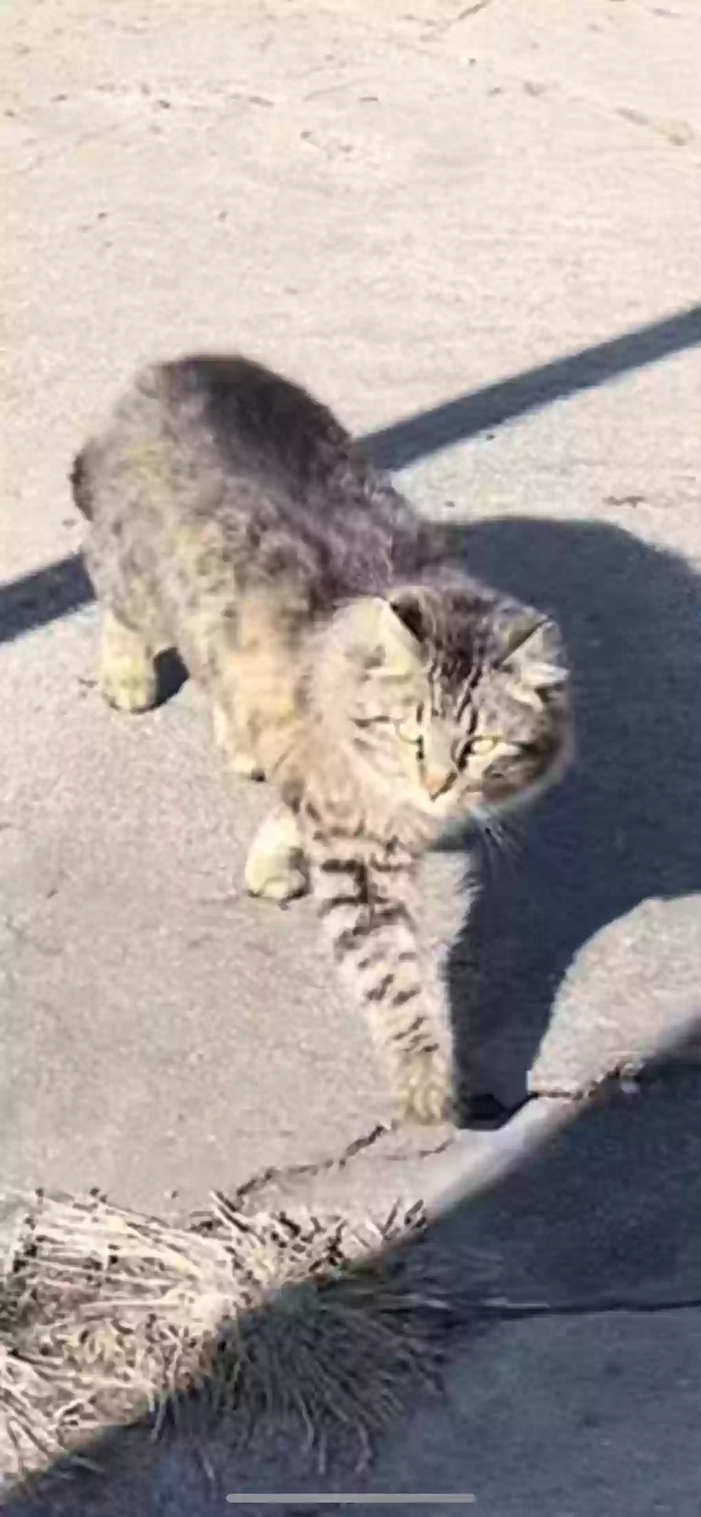 /lostandfound/images/lnfpets/original/162293_photo.webp