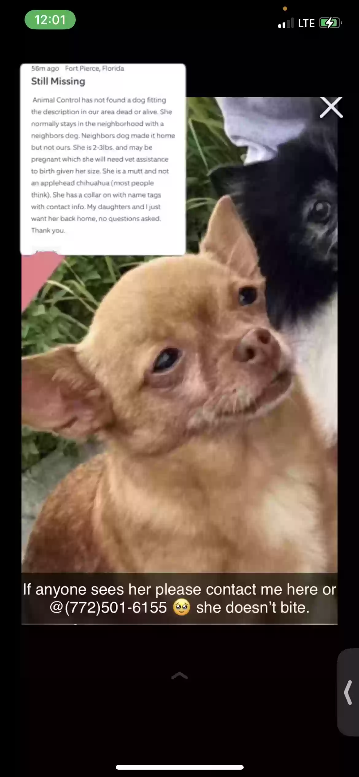 /lostandfound/images/lnfpets/original/162314_photo.webp