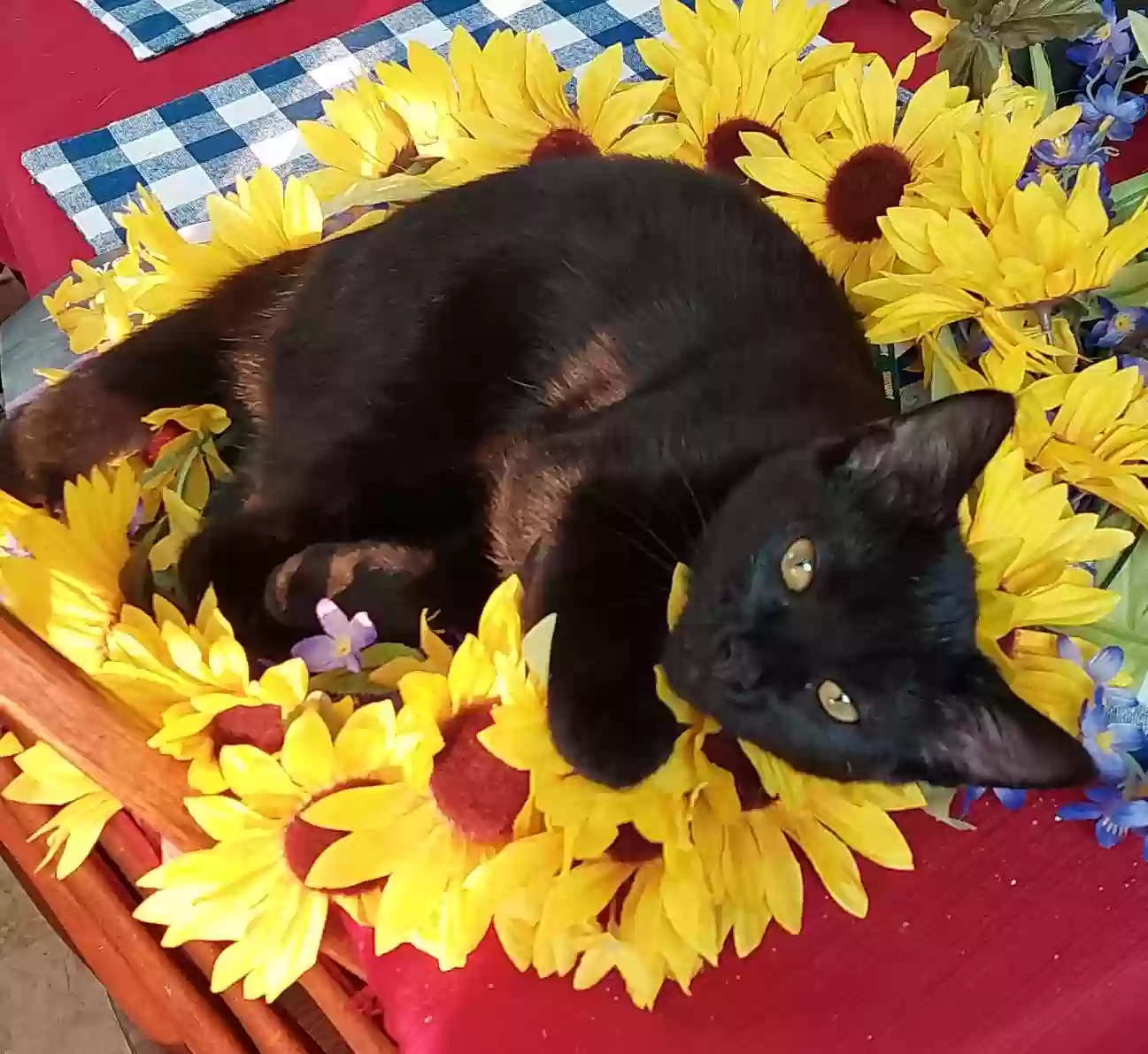 /lostandfound/images/lnfpets/original/162366_photo.webp