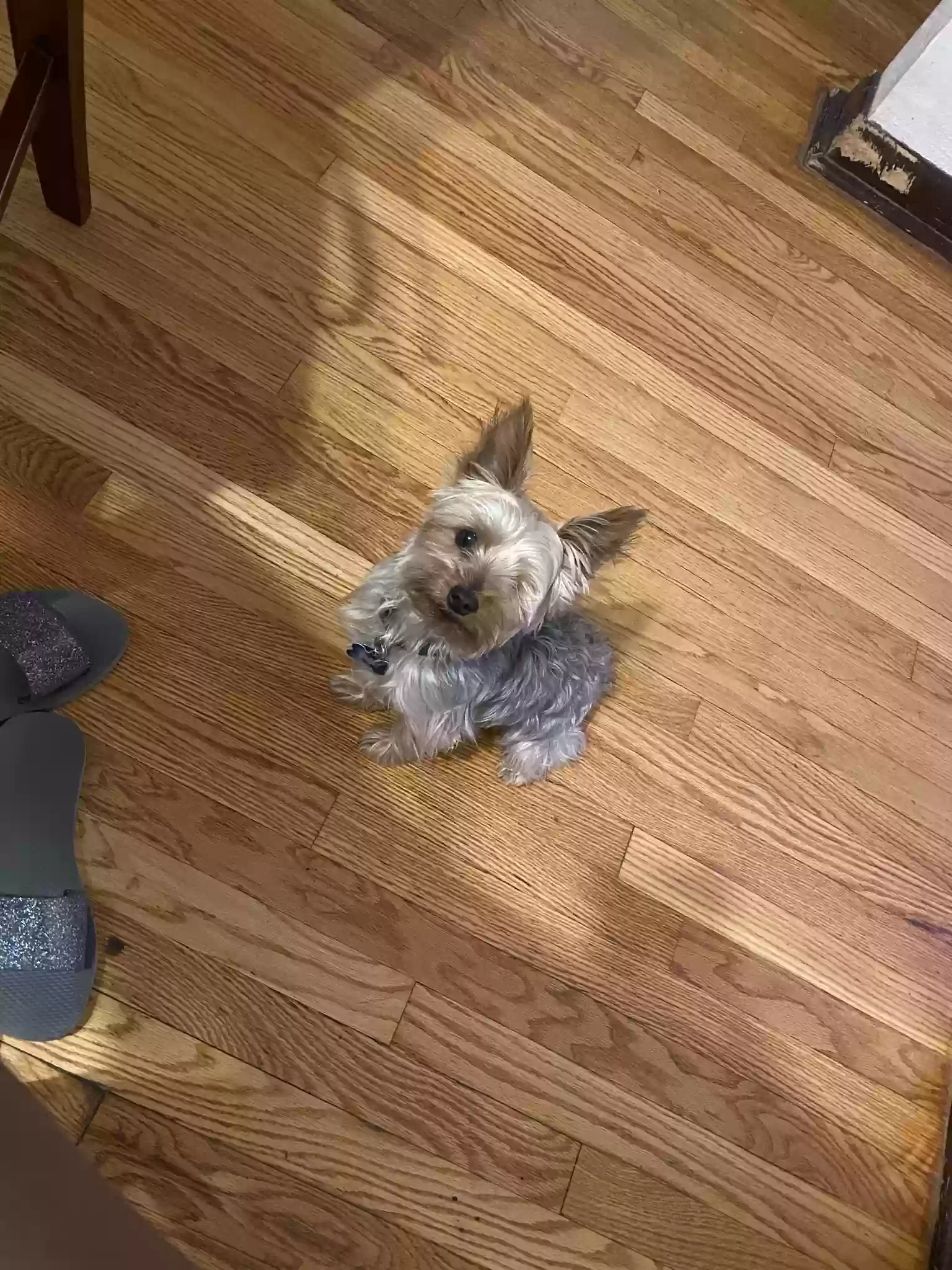 /lostandfound/images/lnfpets/original/162455_photo.webp