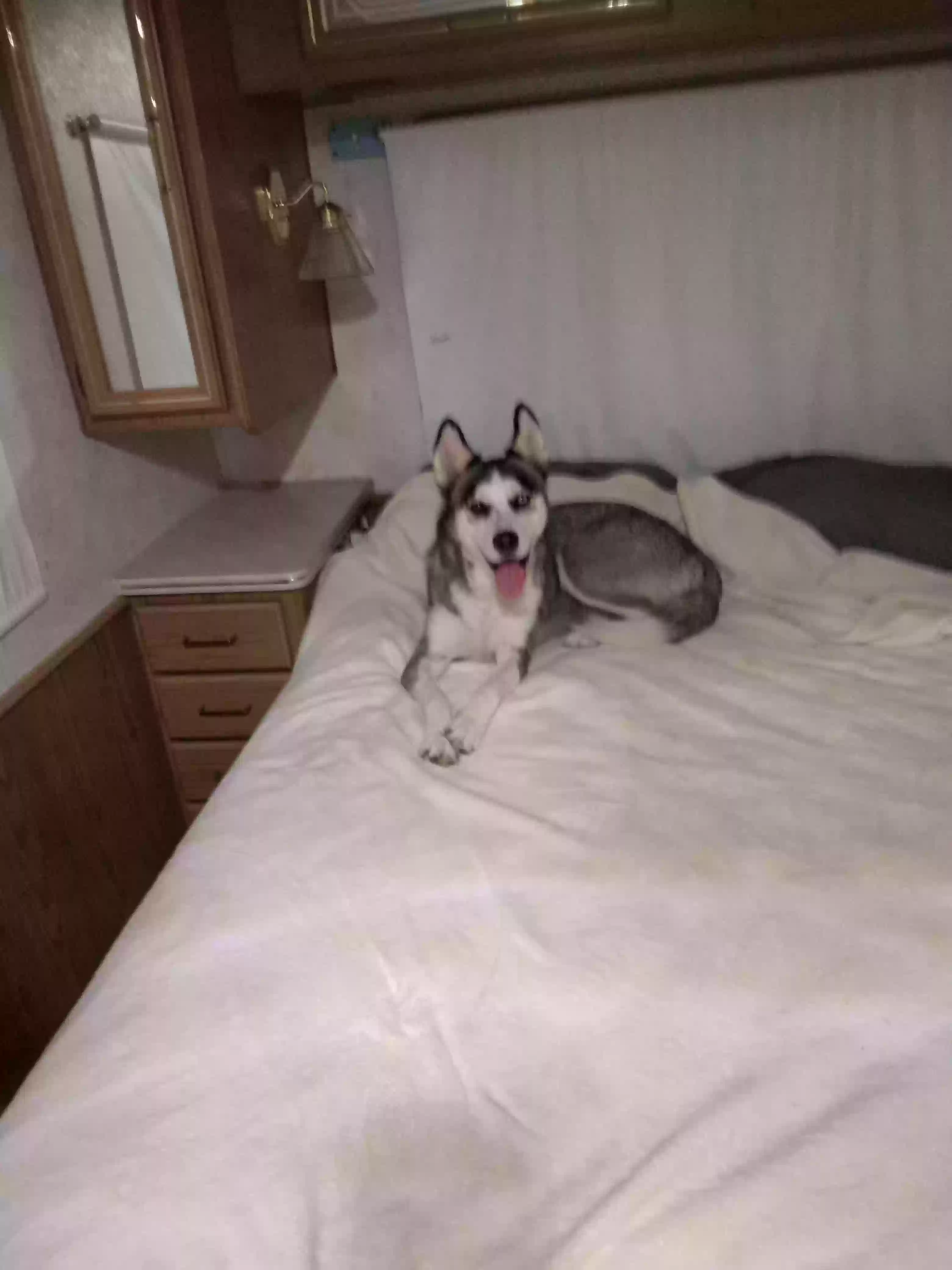 /lostandfound/images/lnfpets/original/162552_photo.webp