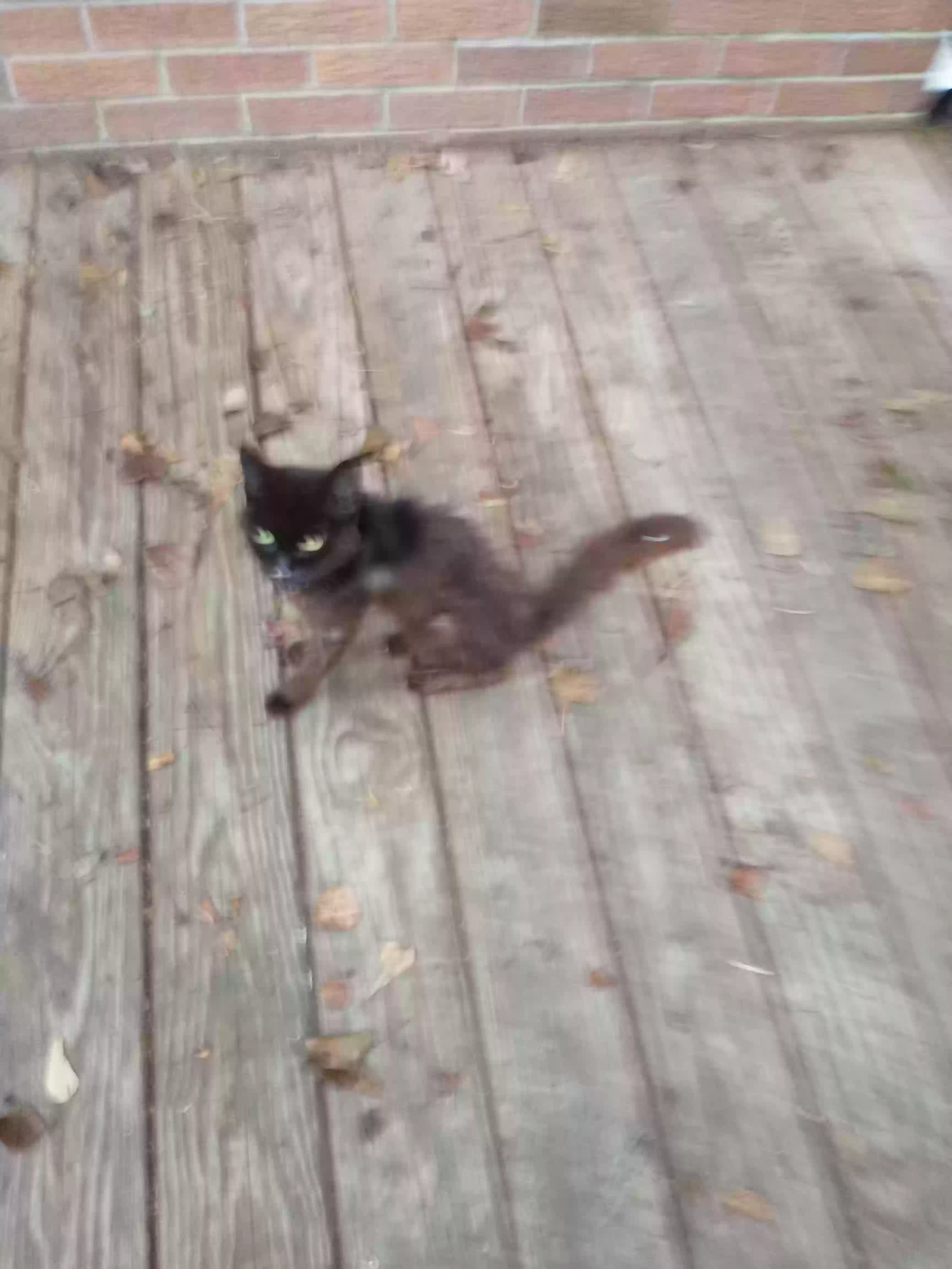 /lostandfound/images/lnfpets/original/162588_photo.webp