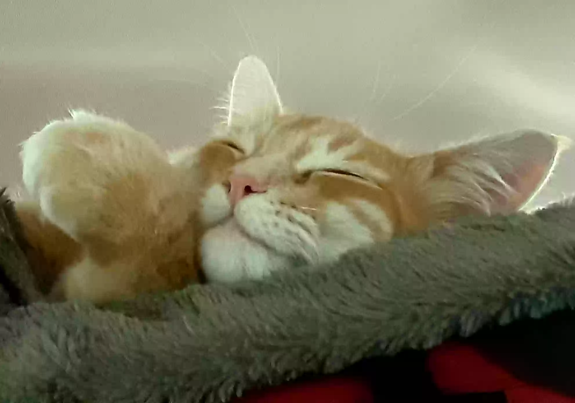 /lostandfound/images/lnfpets/original/162638_photo.webp