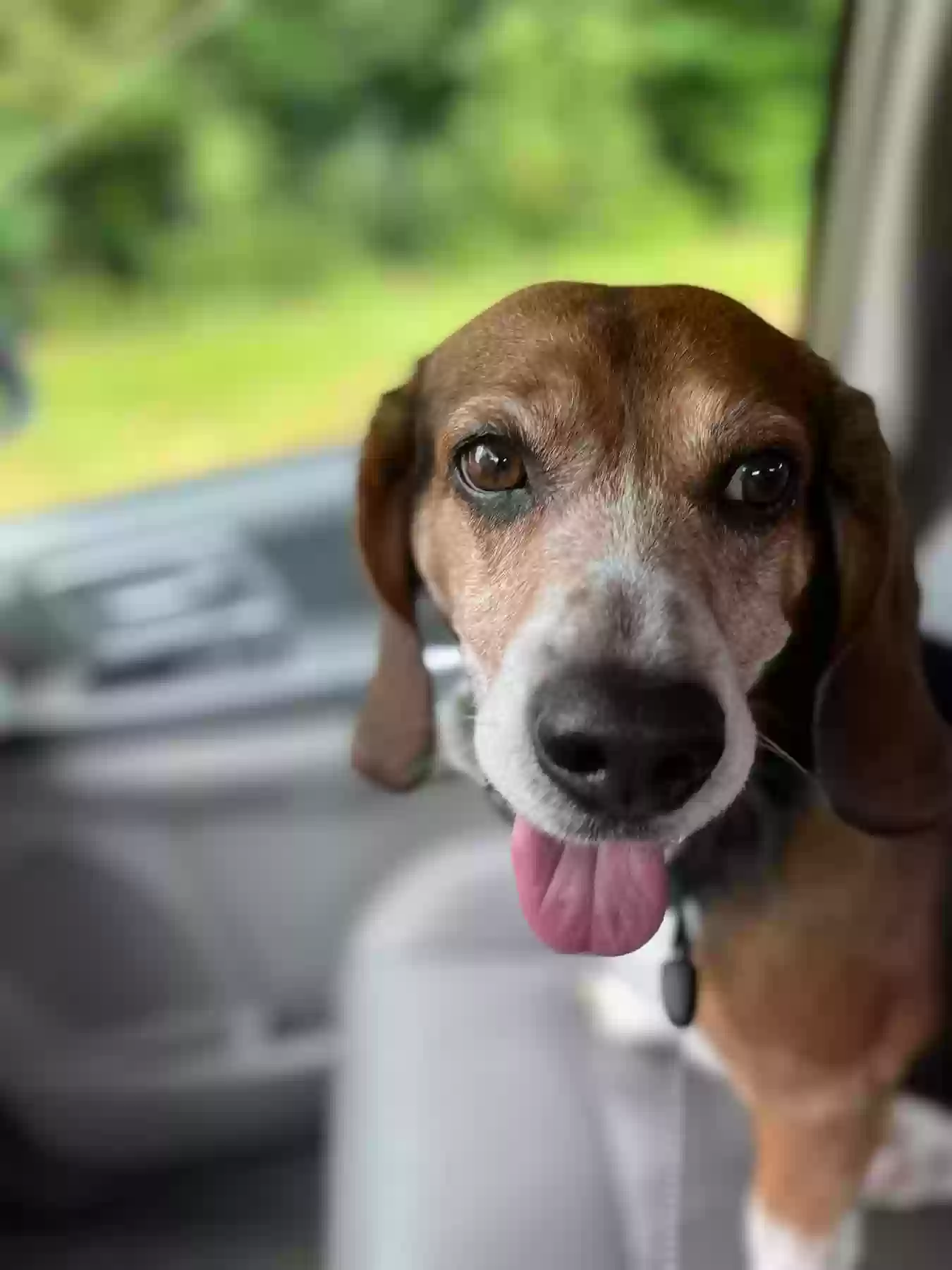 /lostandfound/images/lnfpets/original/162785_photo.webp