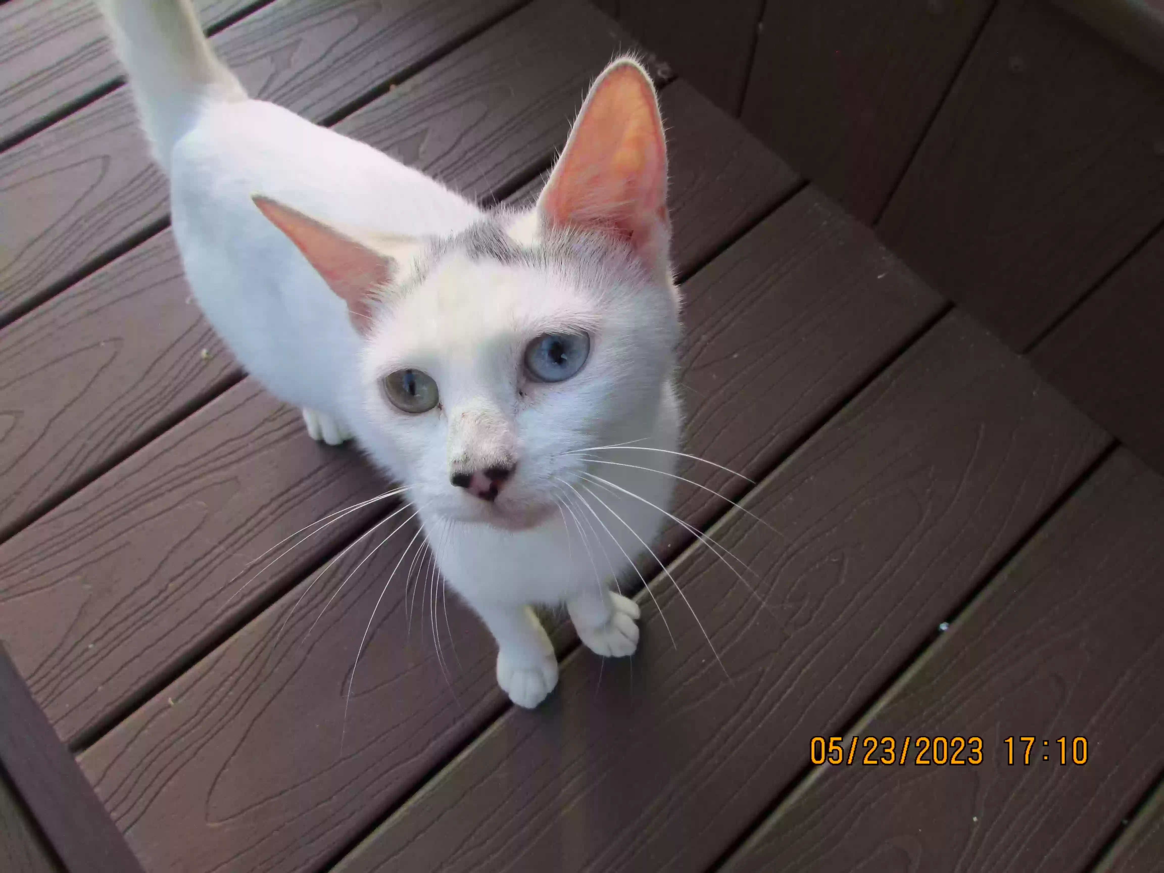/lostandfound/images/lnfpets/original/162791_photo.webp