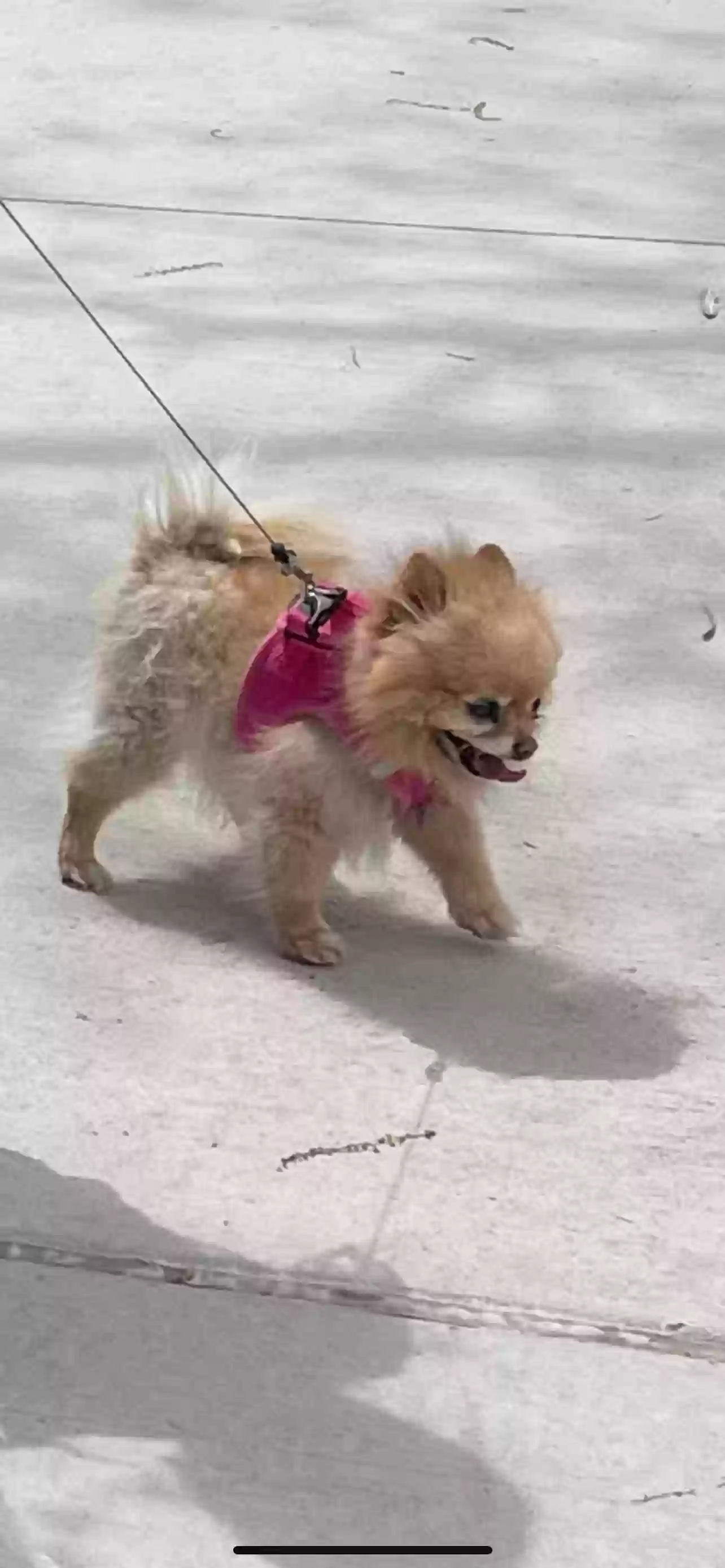 /lostandfound/images/lnfpets/original/162952_photo.webp