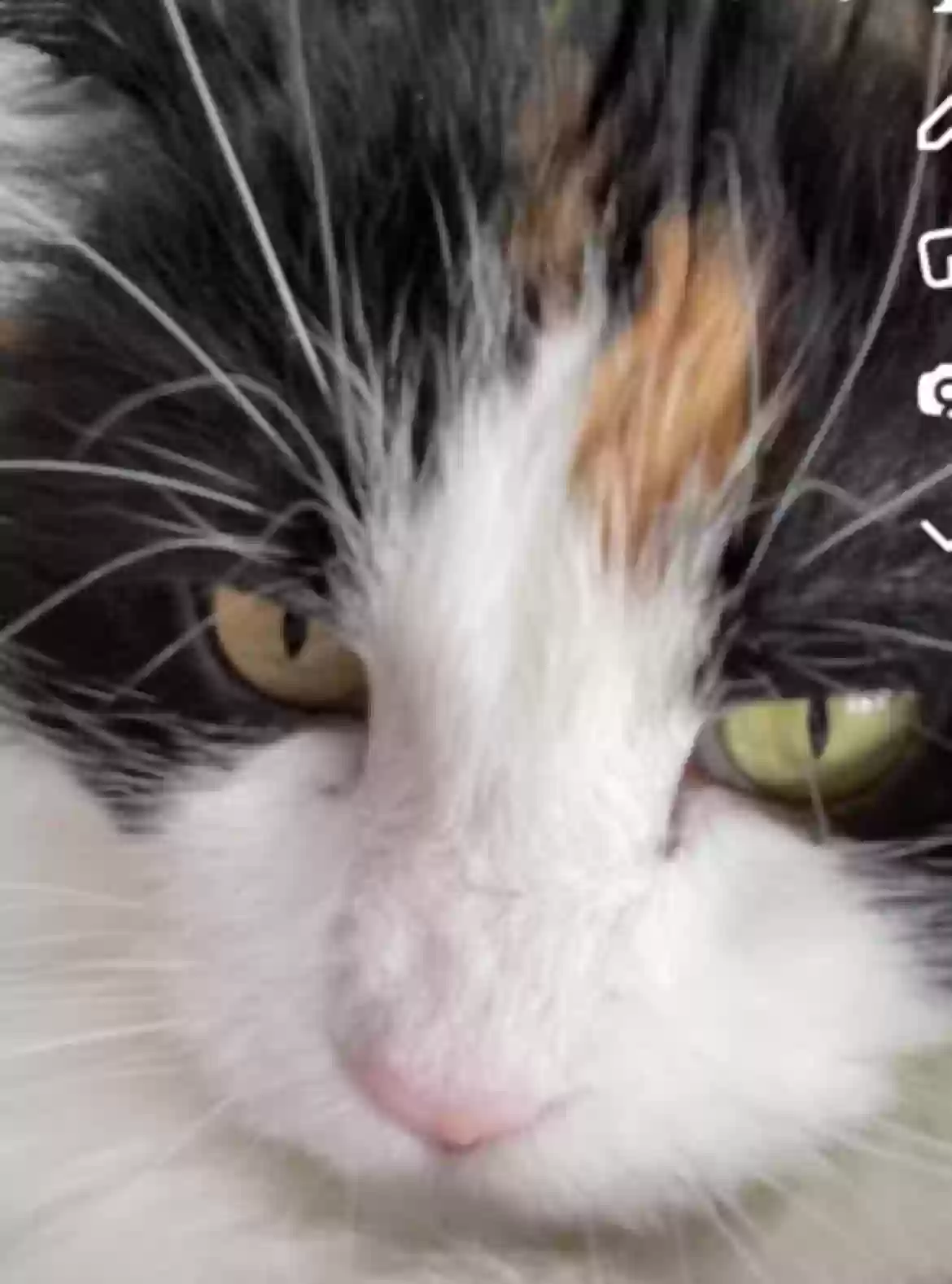 /lostandfound/images/lnfpets/original/163007_photo.webp