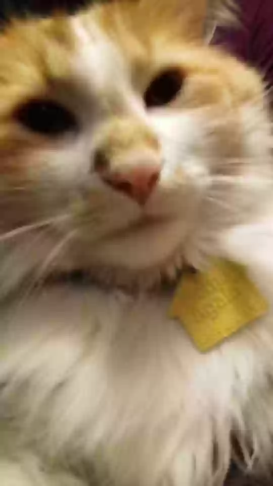 /lostandfound/images/lnfpets/original/163041_photo.webp