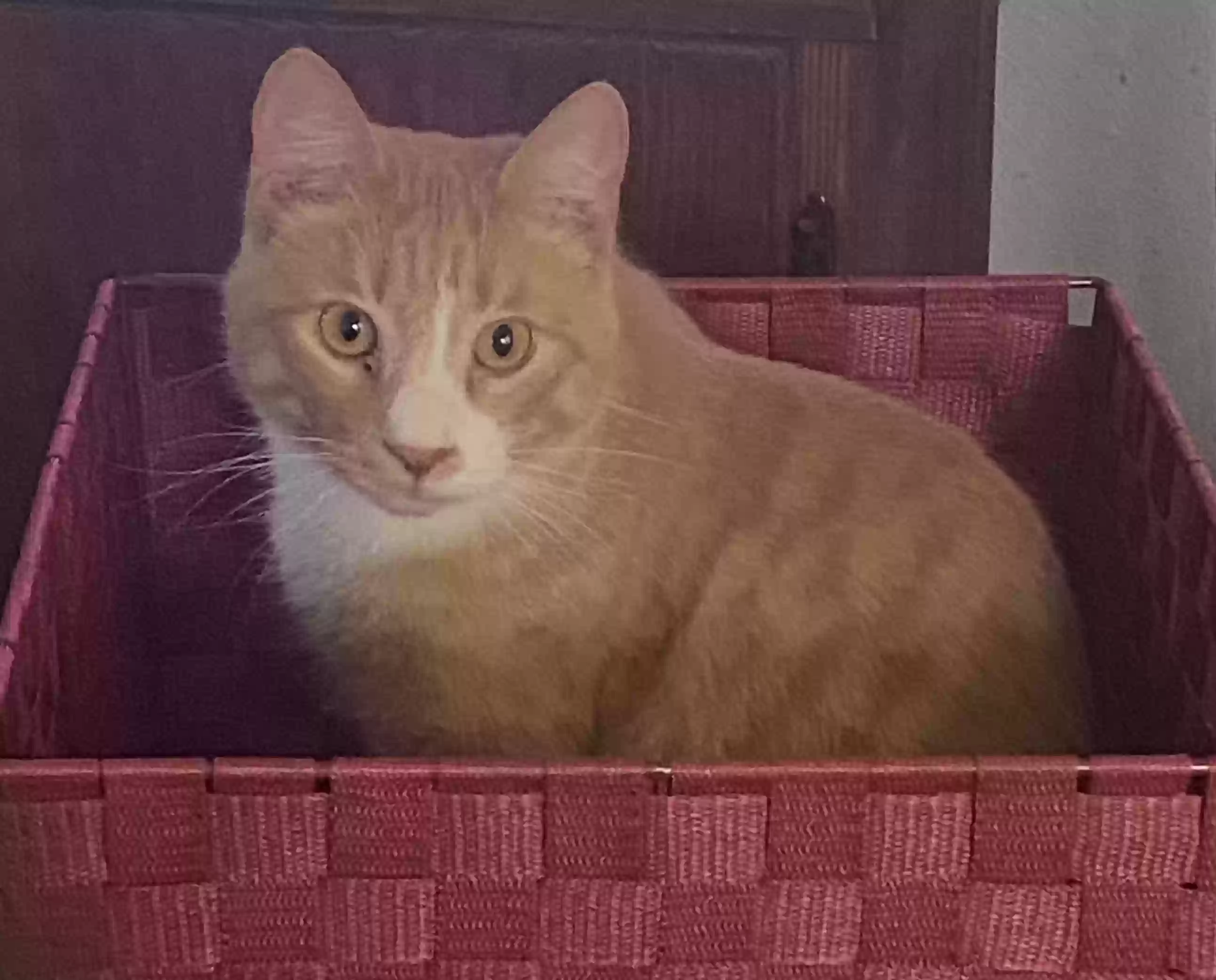 /lostandfound/images/lnfpets/original/163125_photo.webp
