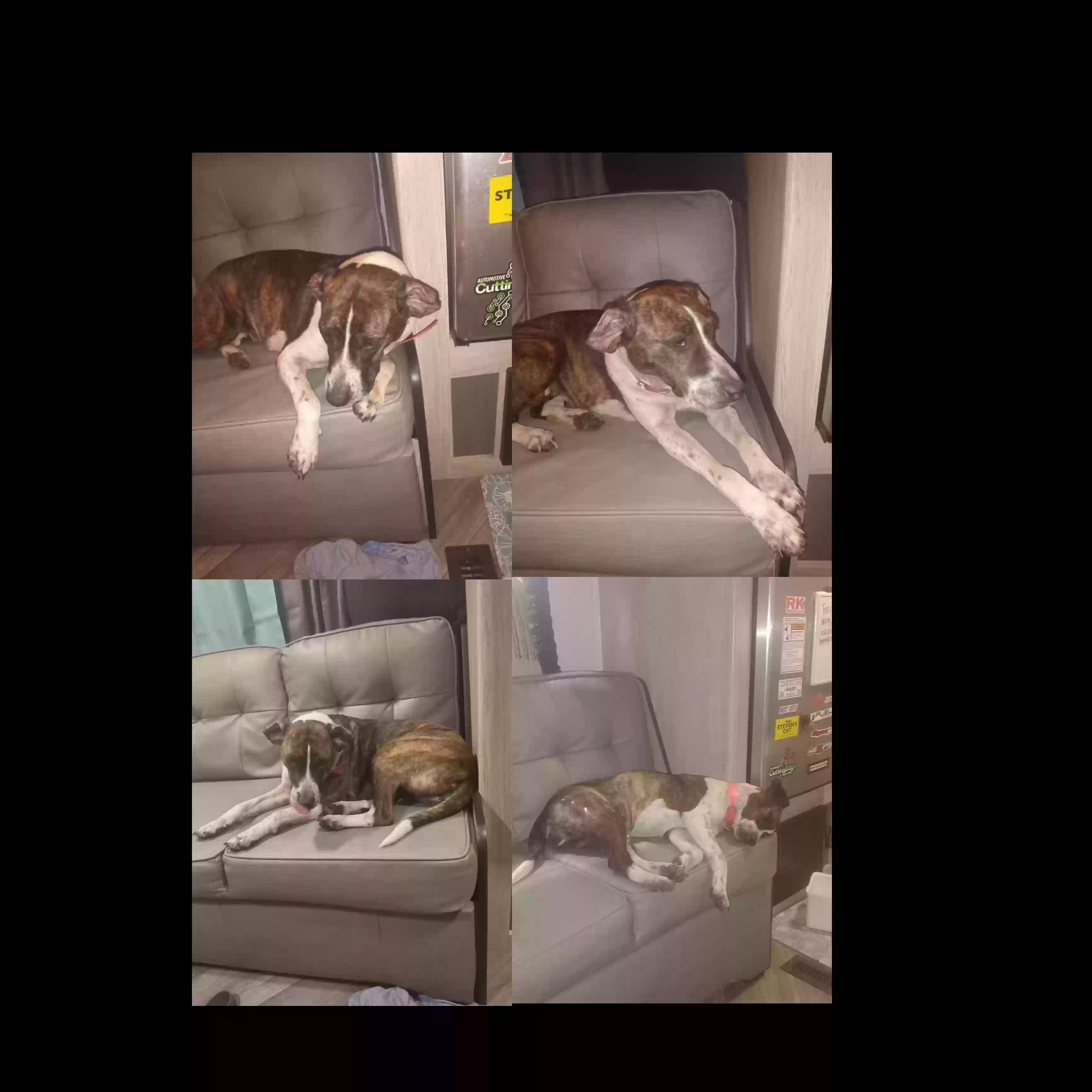 /lostandfound/images/lnfpets/original/163138_photo.webp