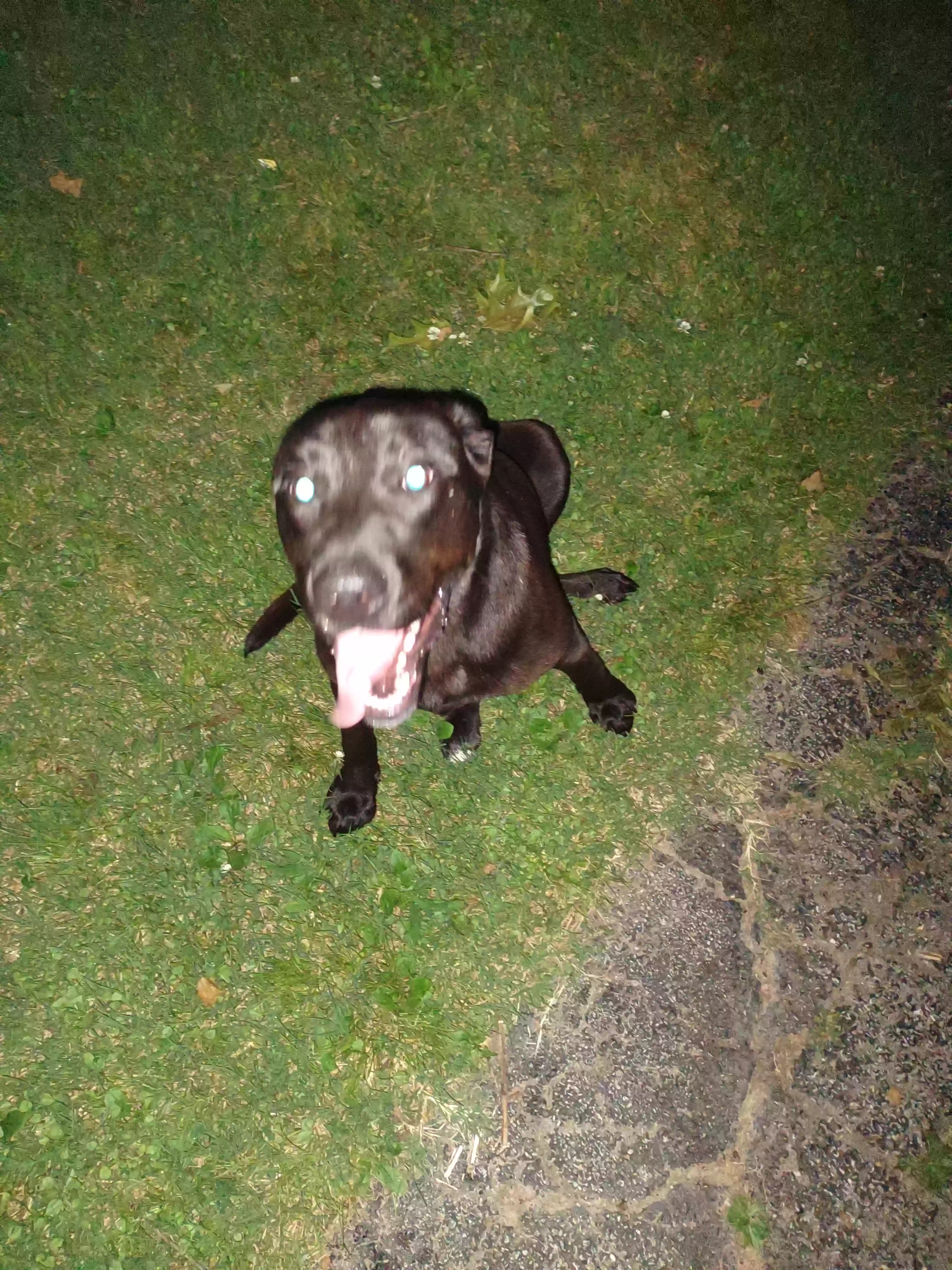 /lostandfound/images/lnfpets/original/163224_photo.webp