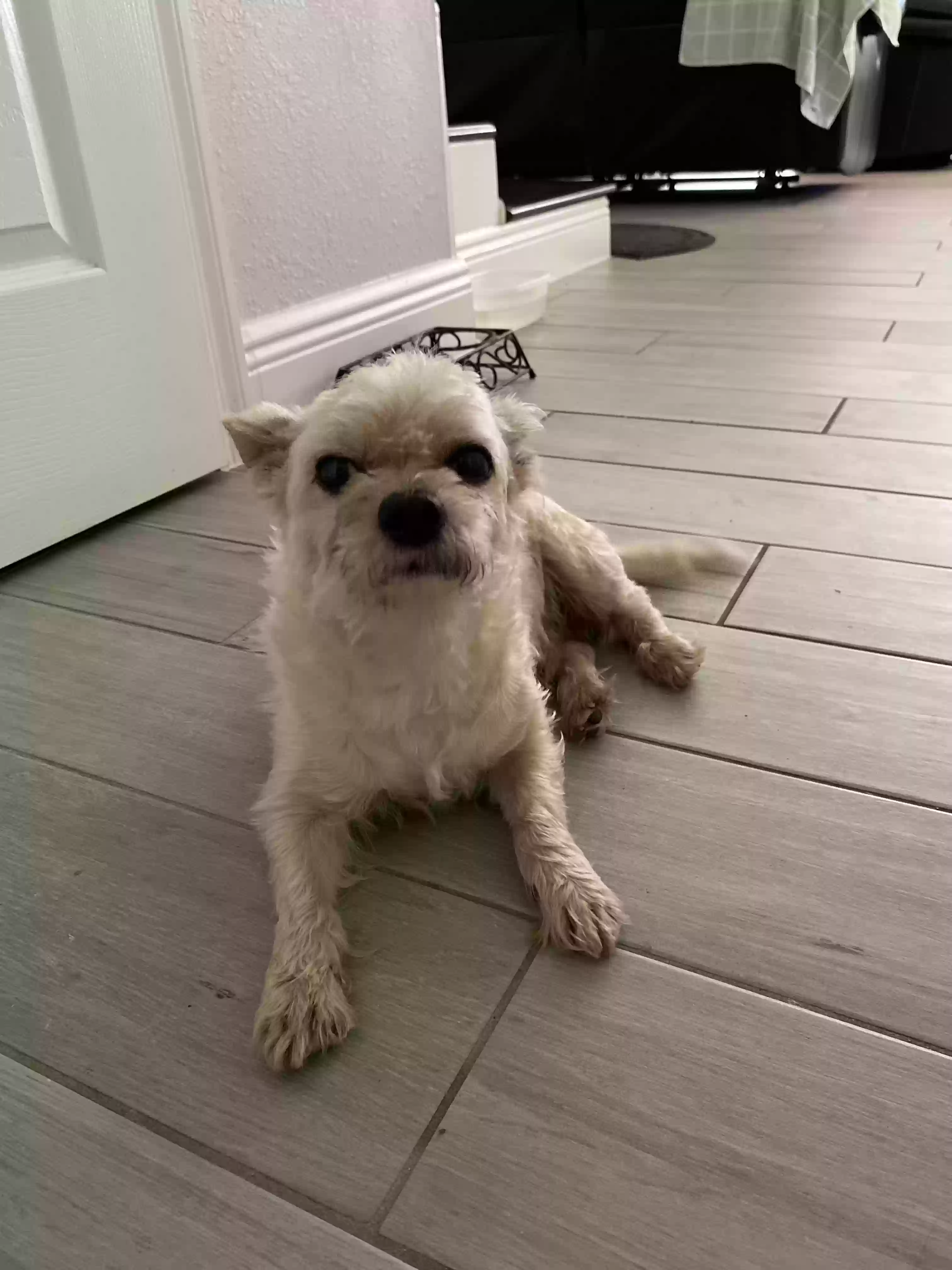 /lostandfound/images/lnfpets/original/163423_photo.webp