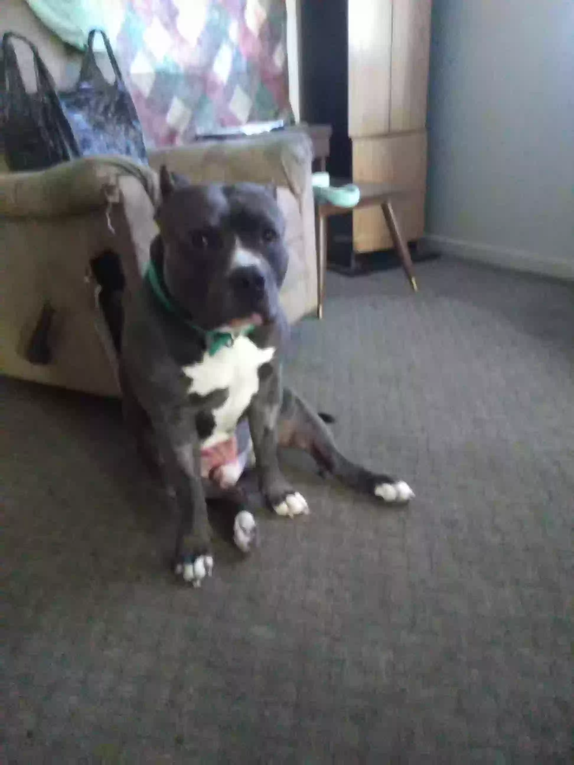 /lostandfound/images/lnfpets/original/163453_photo.webp