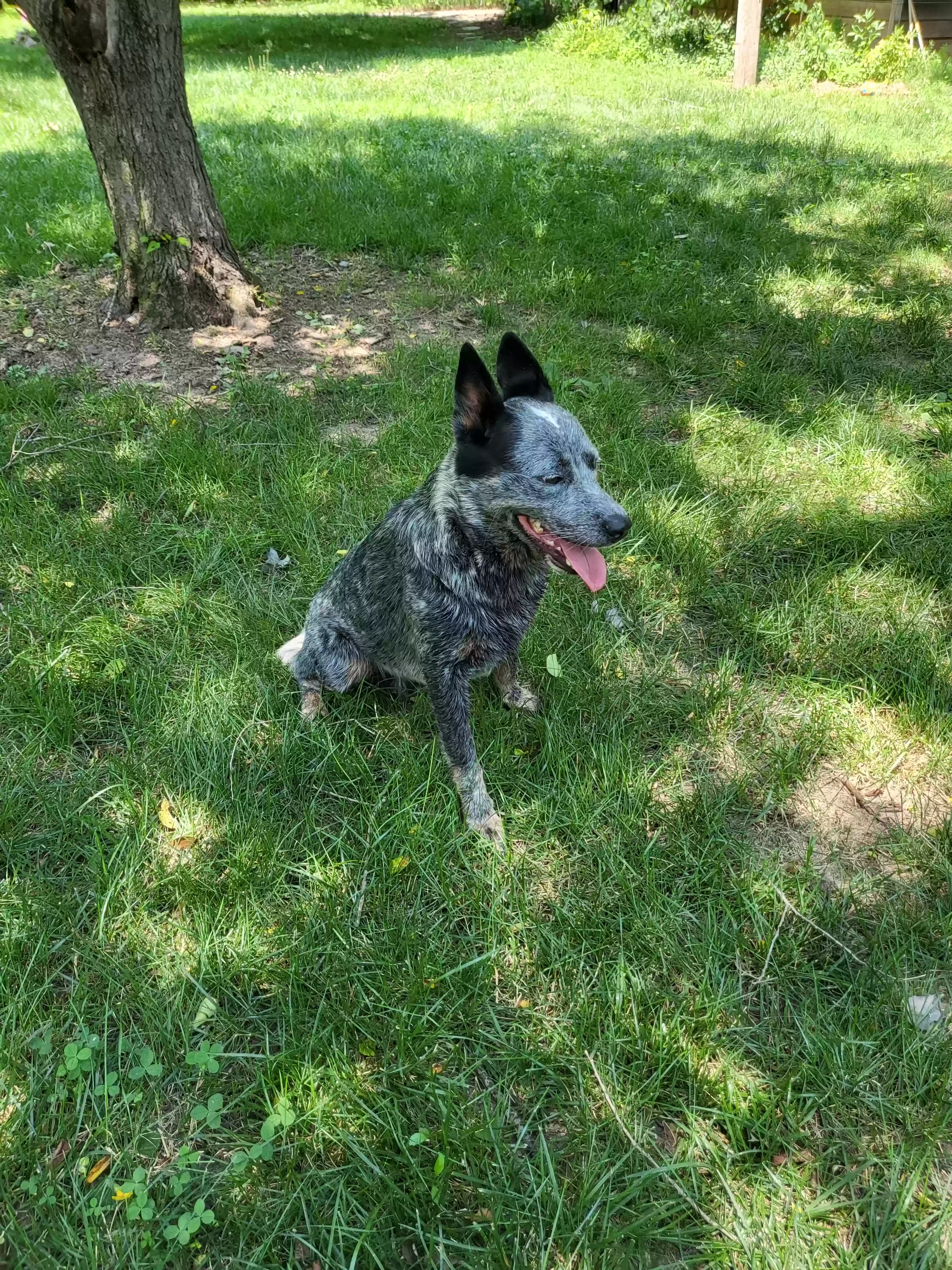 /lostandfound/images/lnfpets/original/163521_4727_20230624_143929.webp