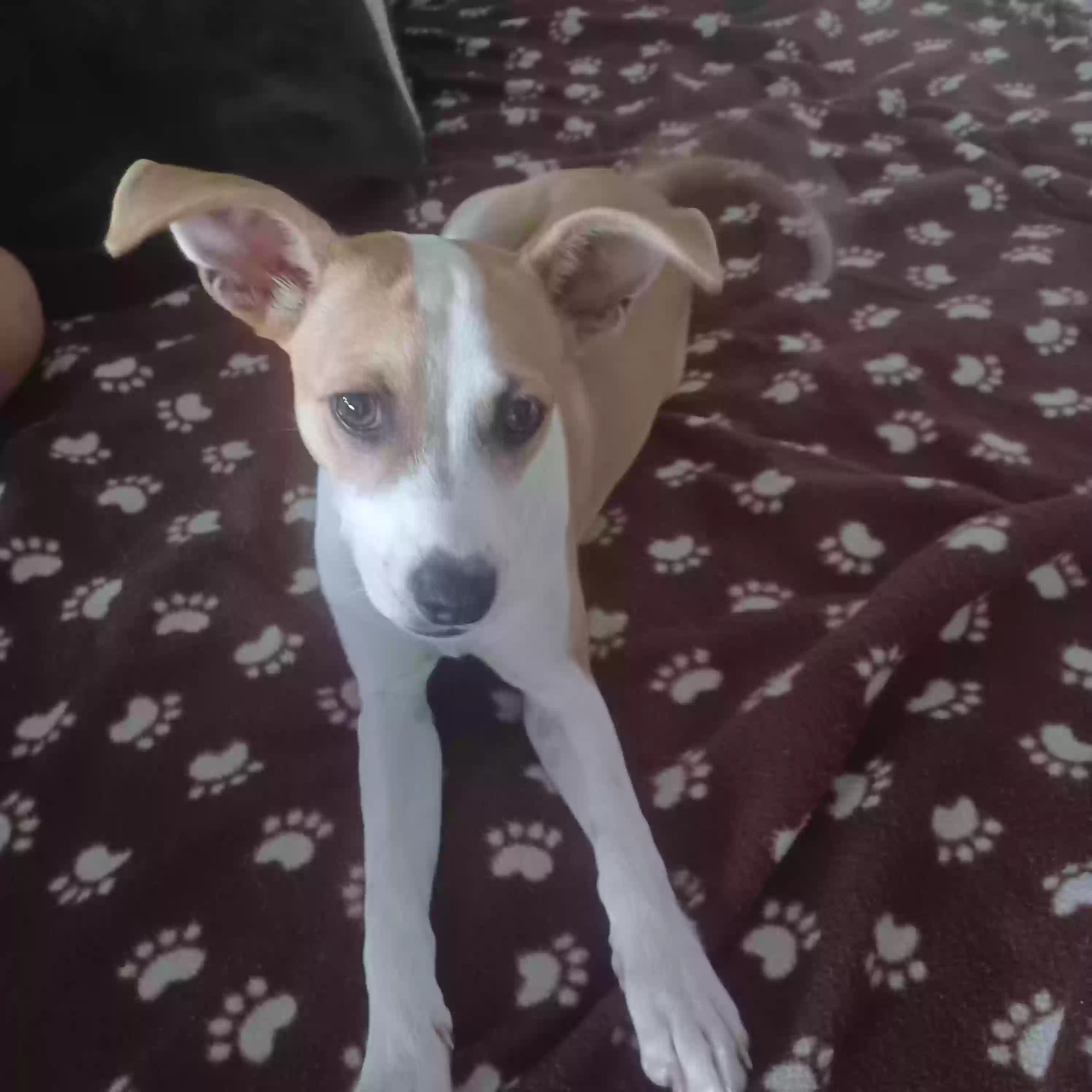 /lostandfound/images/lnfpets/original/163606_photo.webp