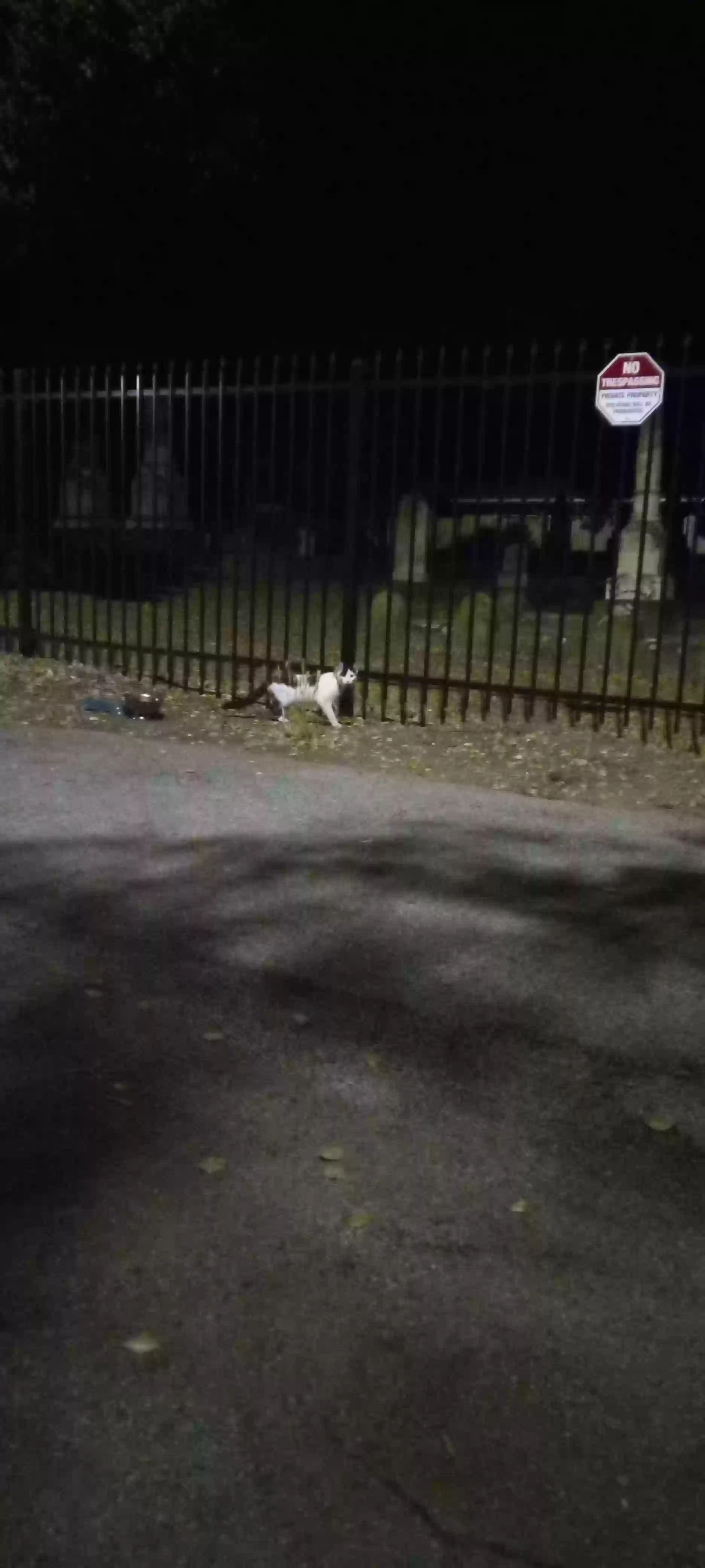 /lostandfound/images/lnfpets/original/163720_photo.webp