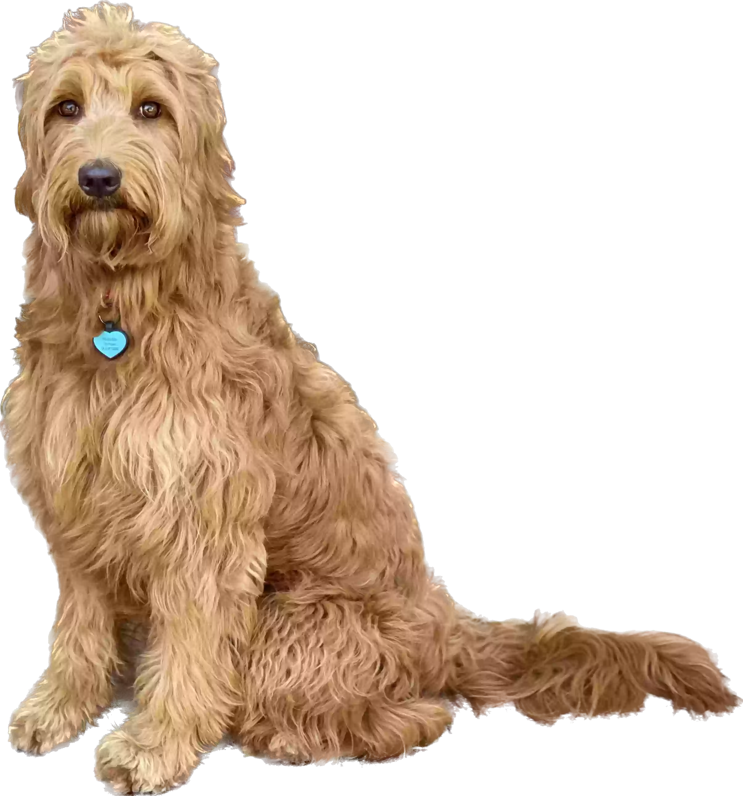/lostandfound/images/lnfpets/original/163894_photo.webp