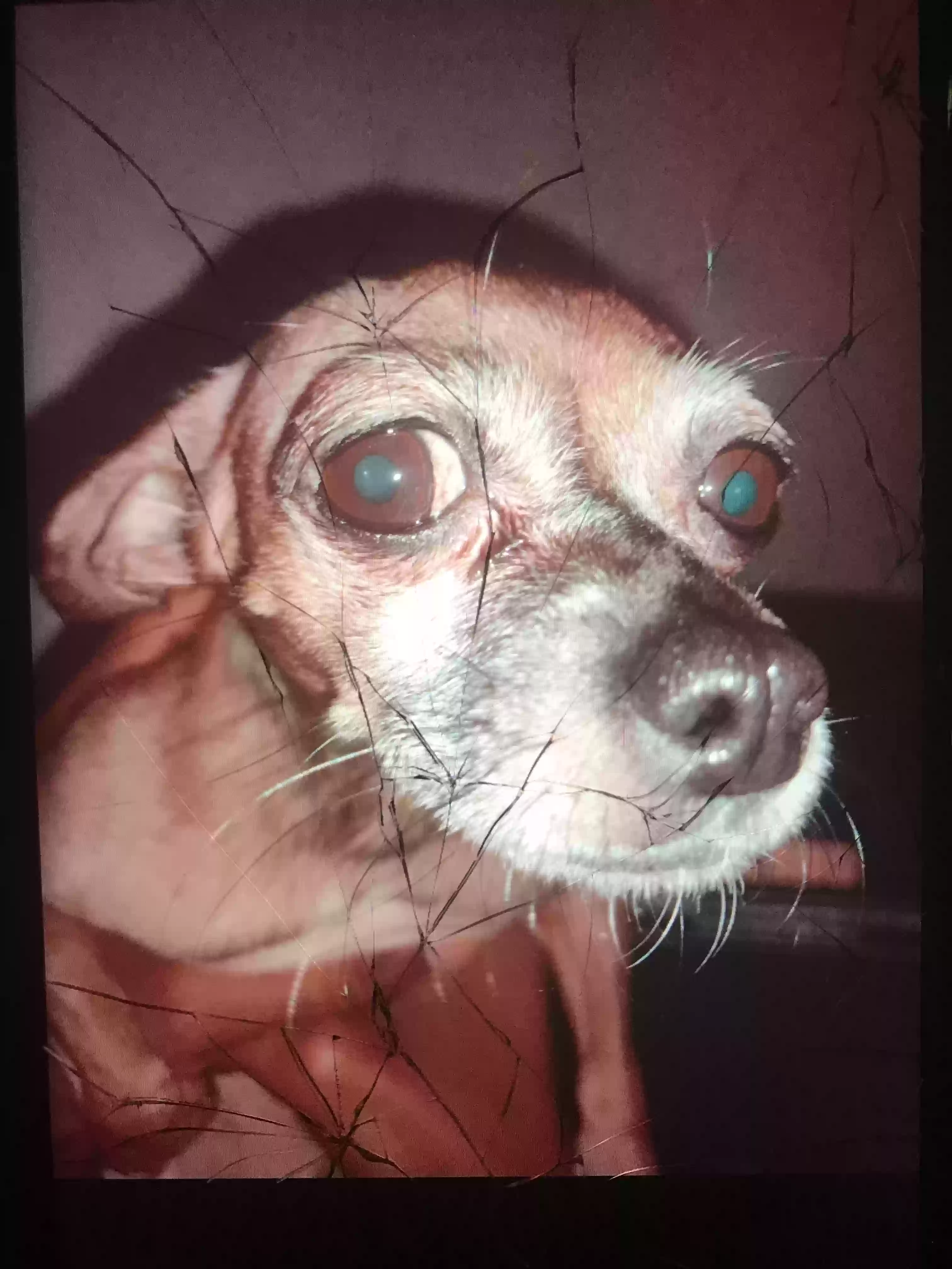 /lostandfound/images/lnfpets/original/163951_photo.webp
