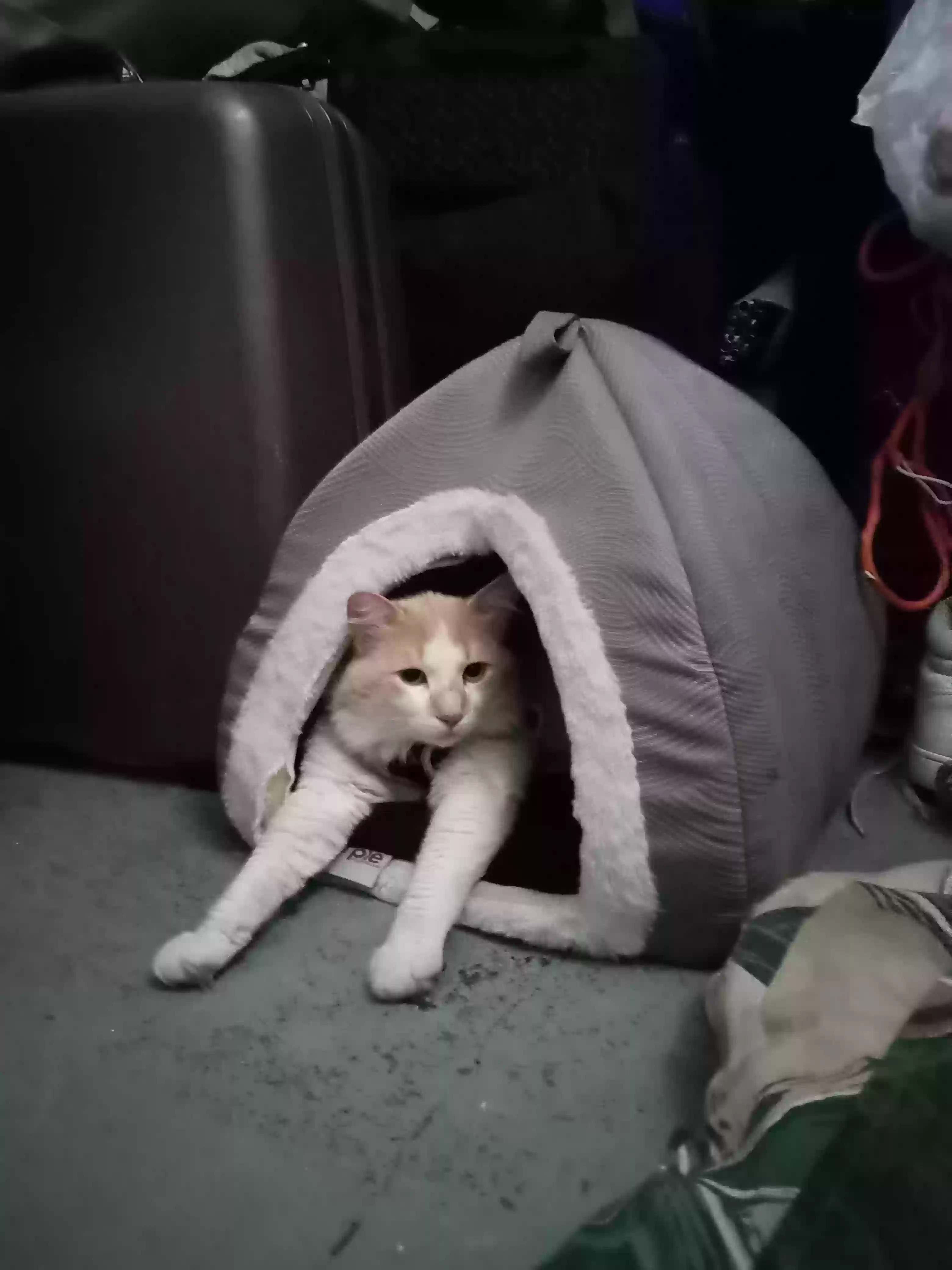 /lostandfound/images/lnfpets/original/164415_photo.webp