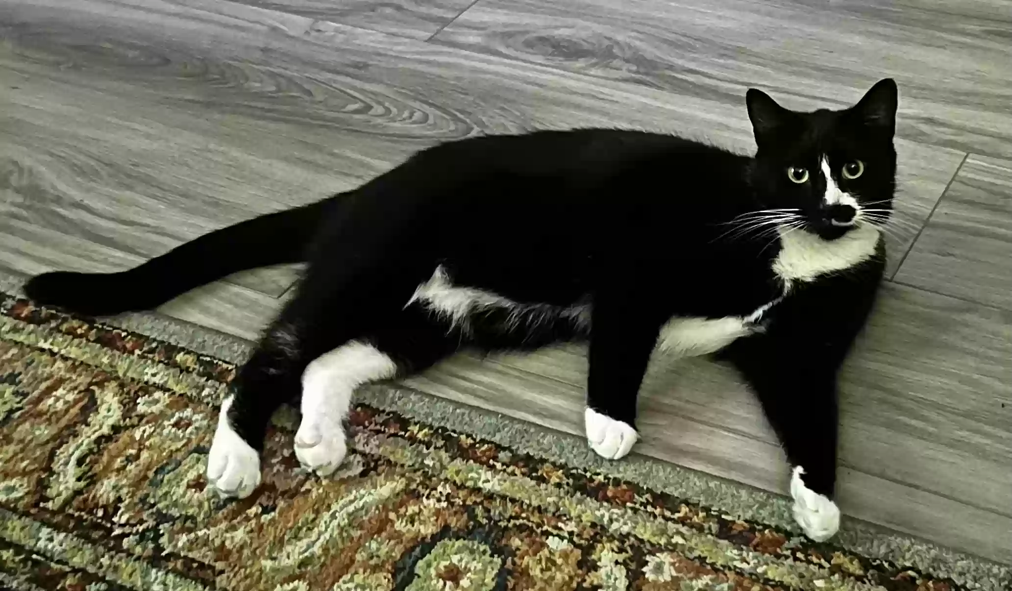 /lostandfound/images/lnfpets/original/164589_photo.webp