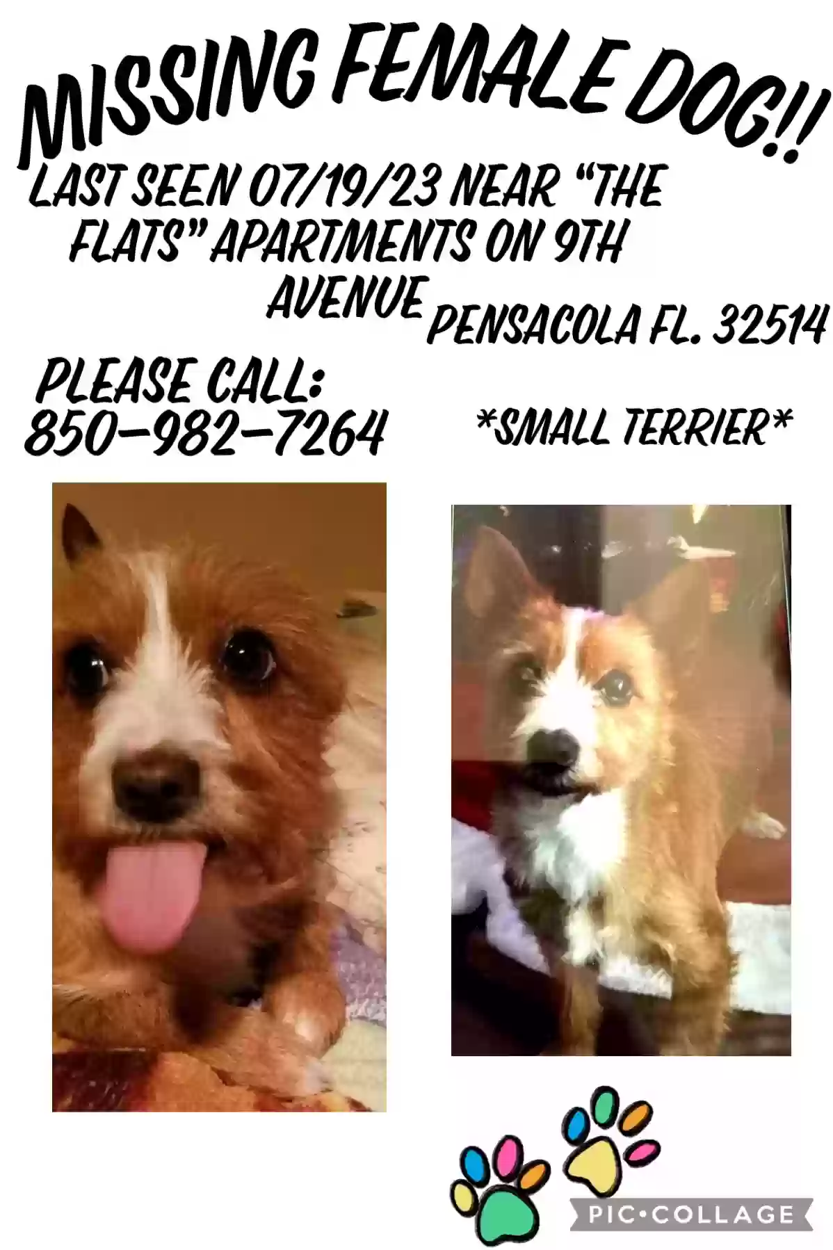 /lostandfound/images/lnfpets/original/164606_photo.webp
