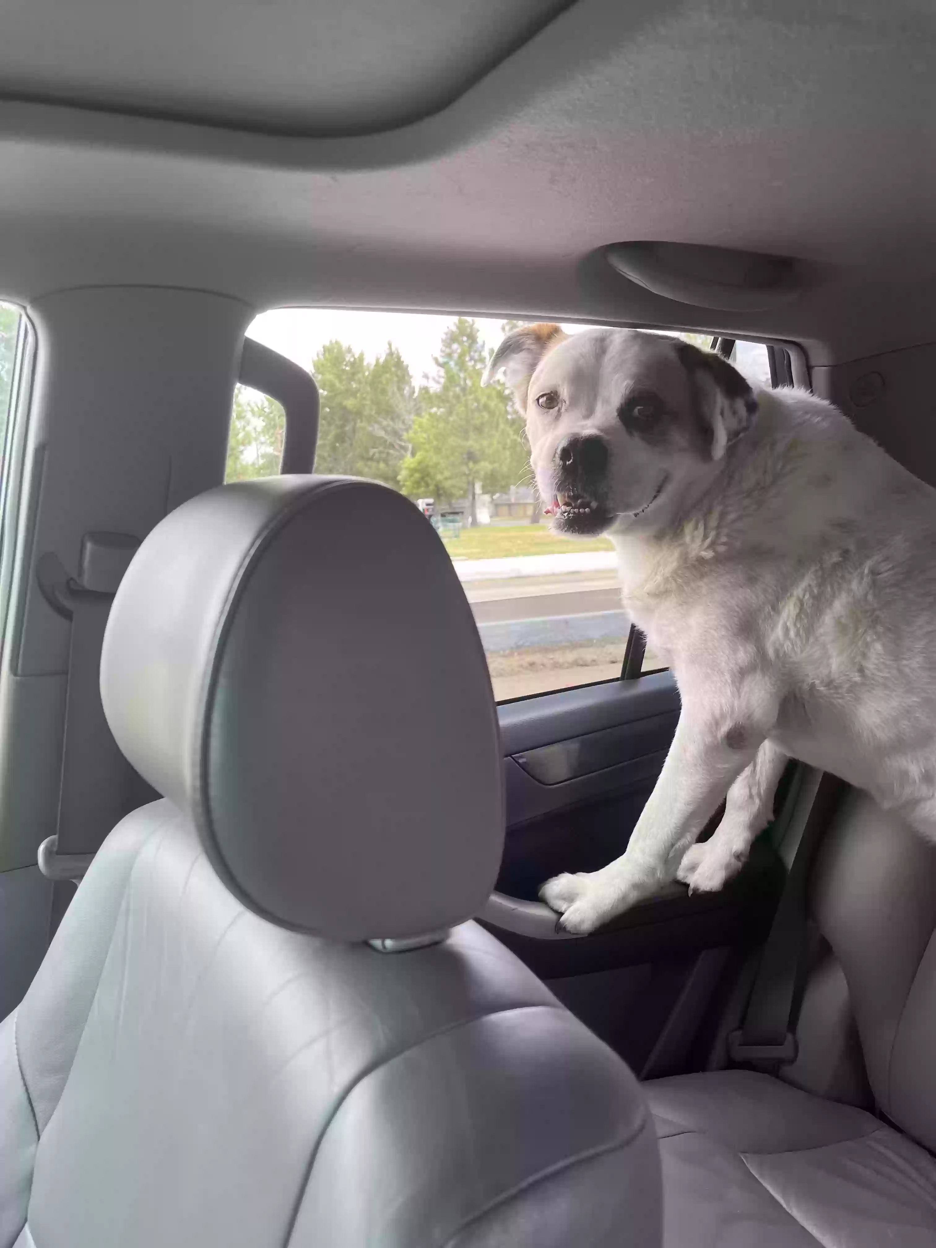 /lostandfound/images/lnfpets/original/164634_photo.webp