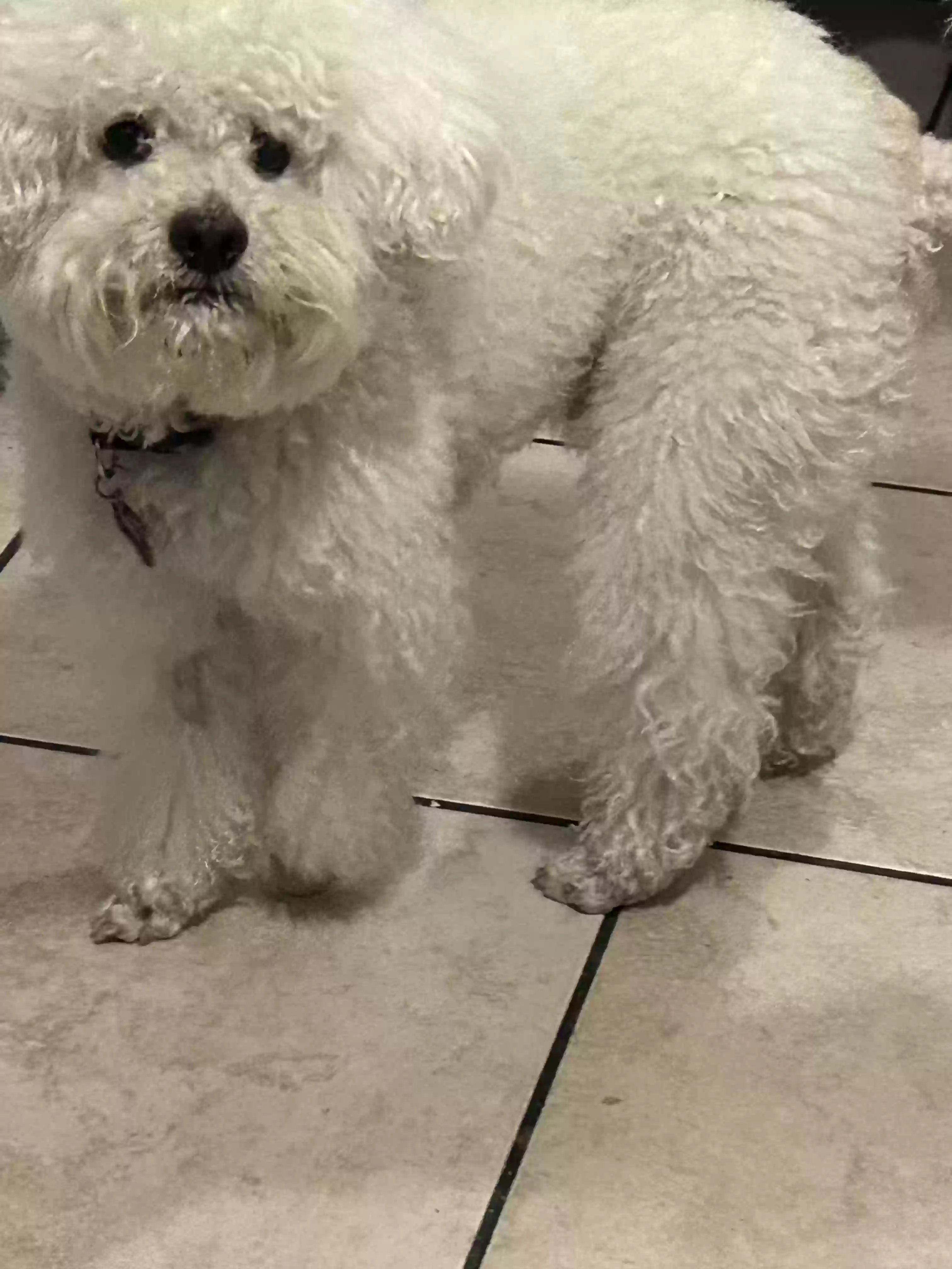 /lostandfound/images/lnfpets/original/164717_photo.webp