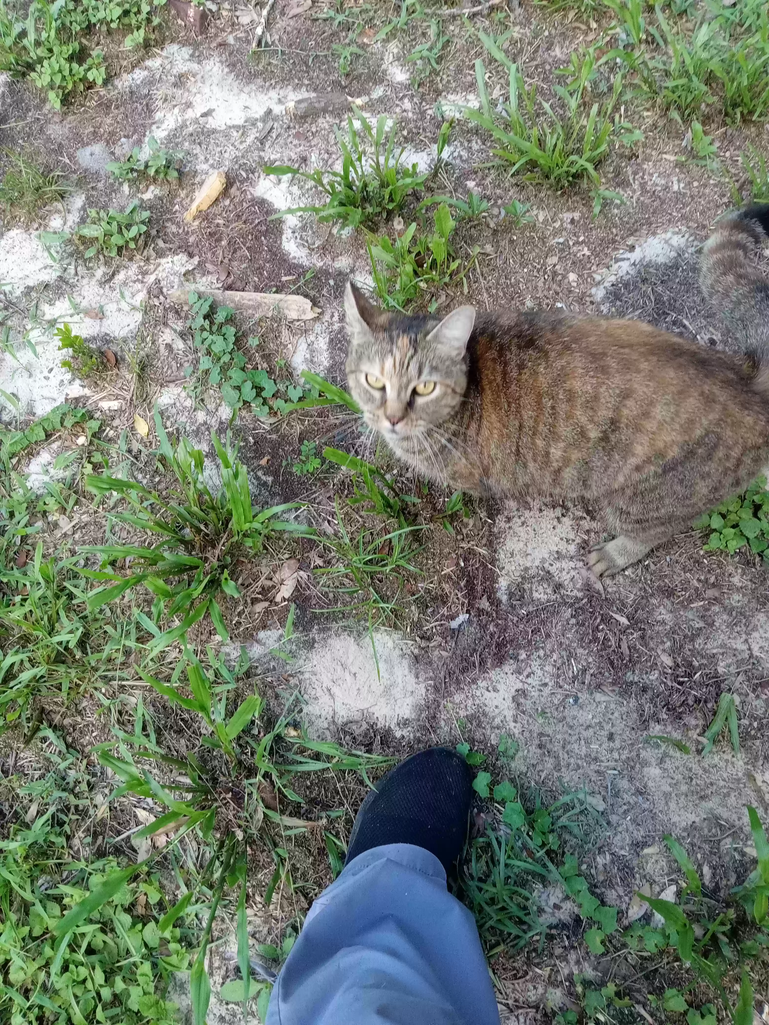 /lostandfound/images/lnfpets/original/164836_photo.webp