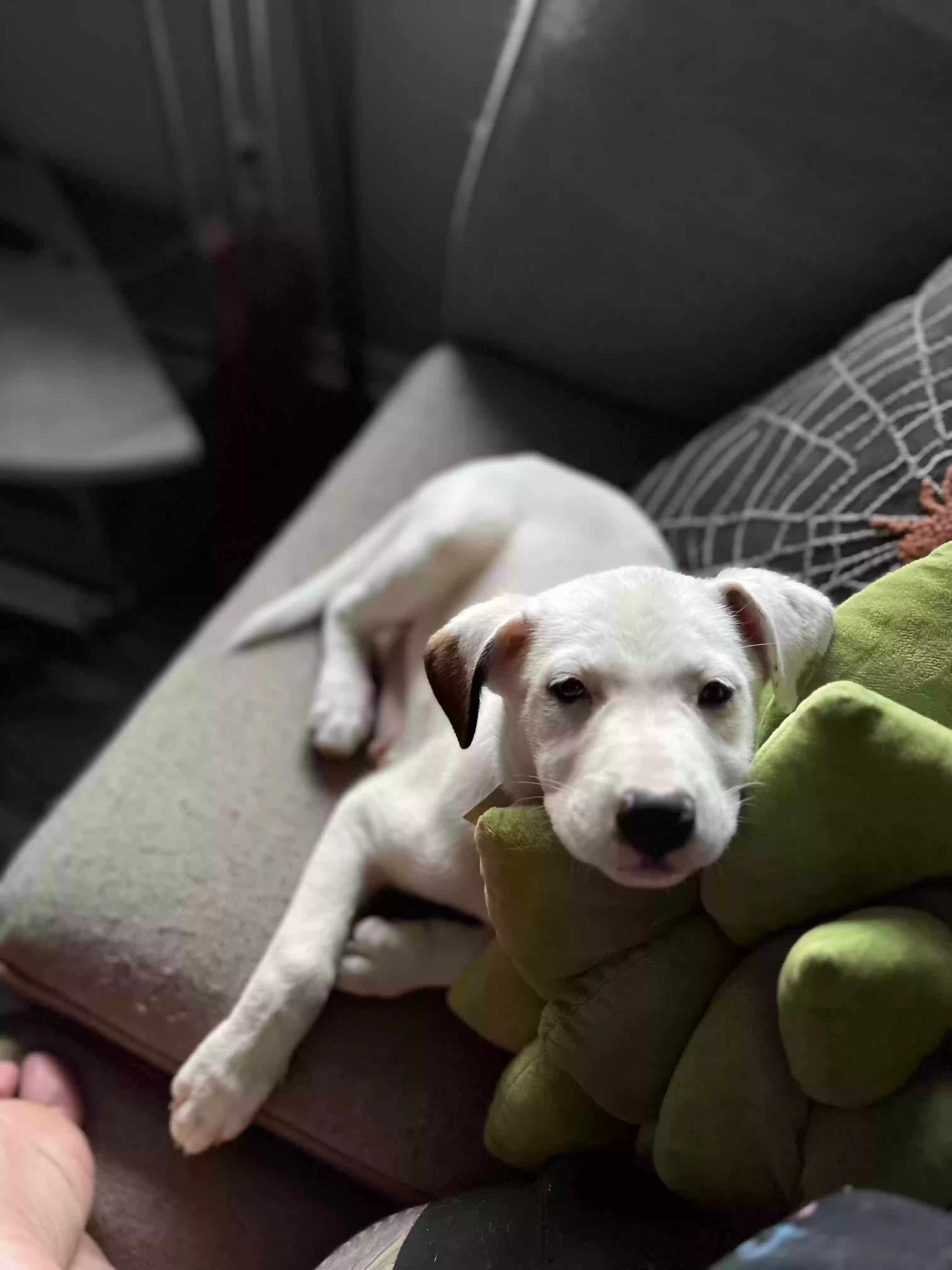 /lostandfound/images/lnfpets/original/164851_photo.webp