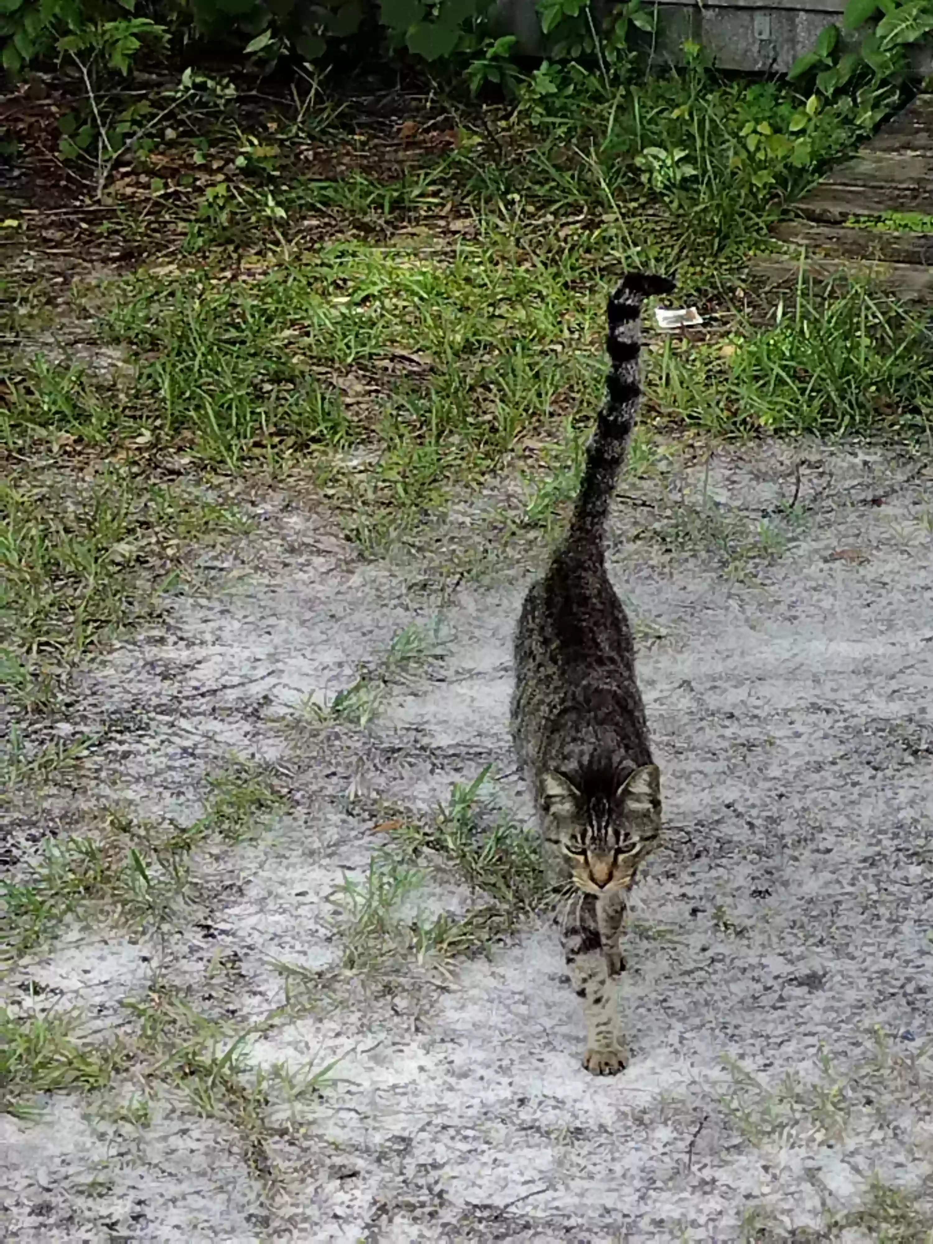/lostandfound/images/lnfpets/original/165004_photo.webp