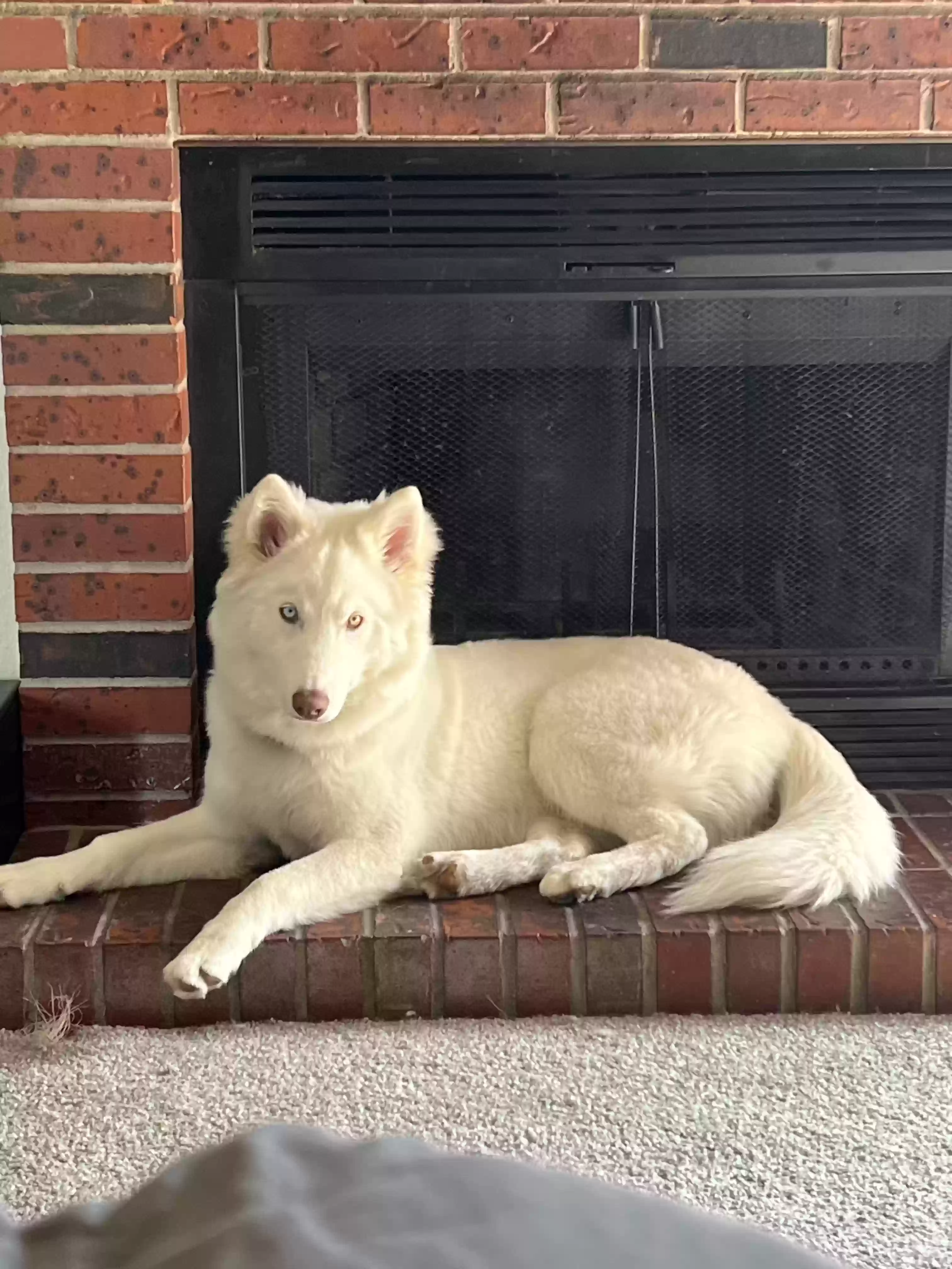 /lostandfound/images/lnfpets/original/165088_photo.webp