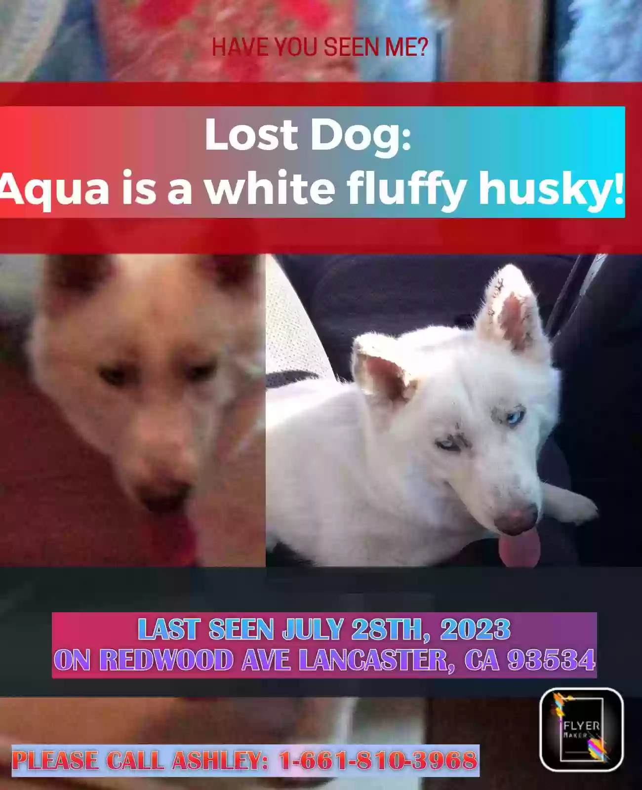/lostandfound/images/lnfpets/original/165428_photo.webp